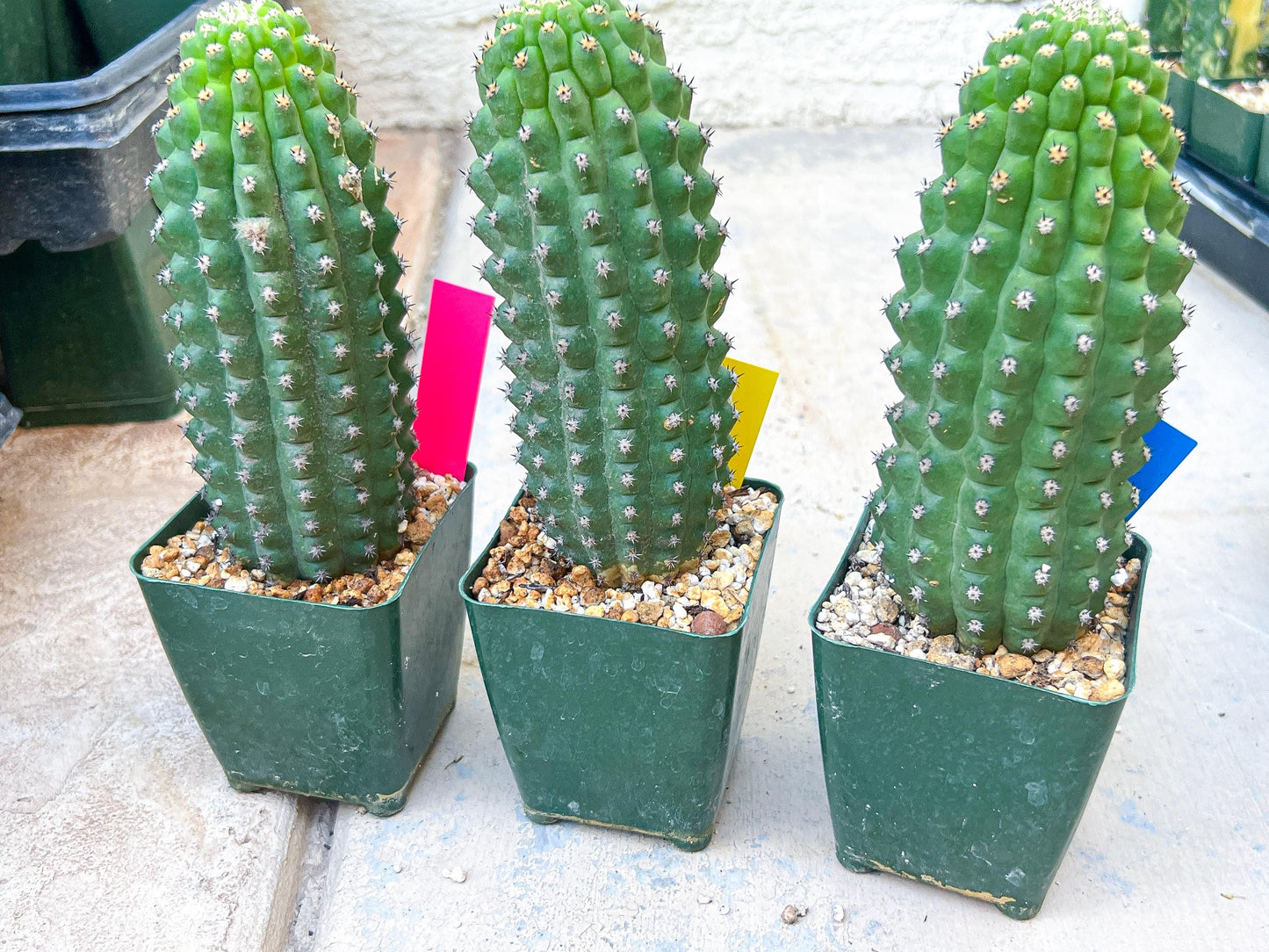 Trichocereus harrissima aka Trichocereus brevispinulosus | Imported