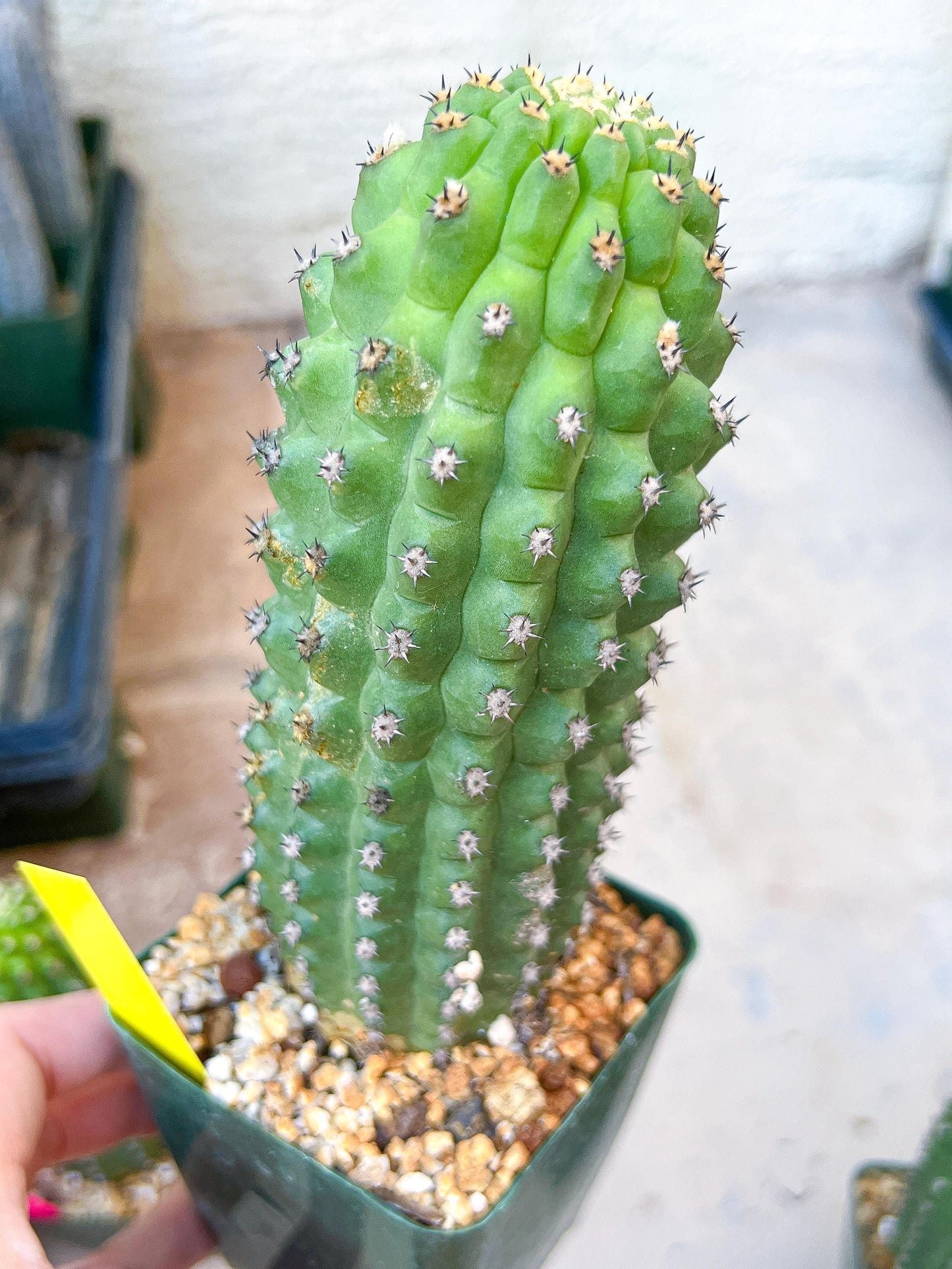 Trichocereus harrissima aka Trichocereus brevispinulosus | Imported