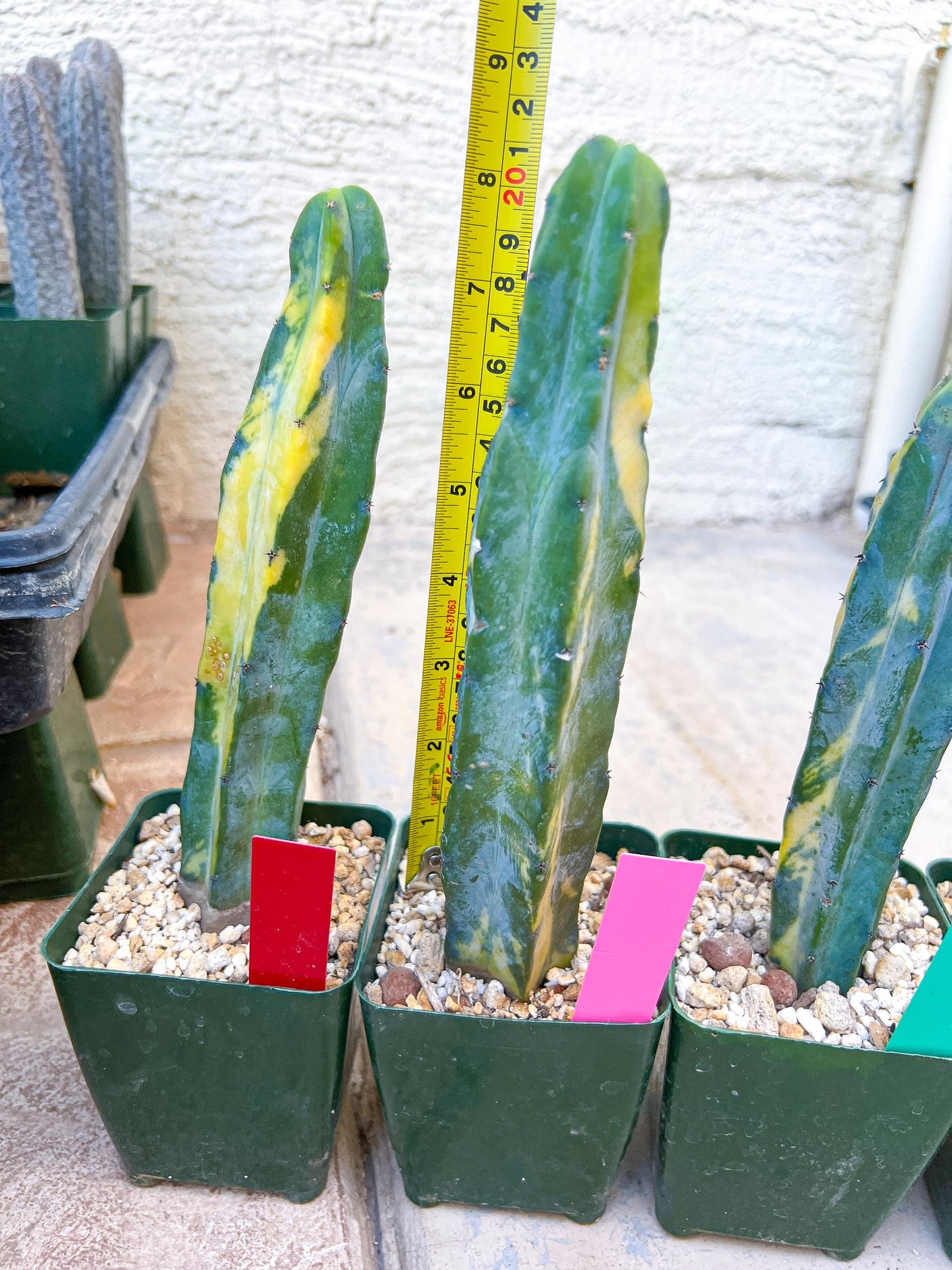 Myrtillocactus Geometrizans f. Variegatus Hort | Imported Cactus