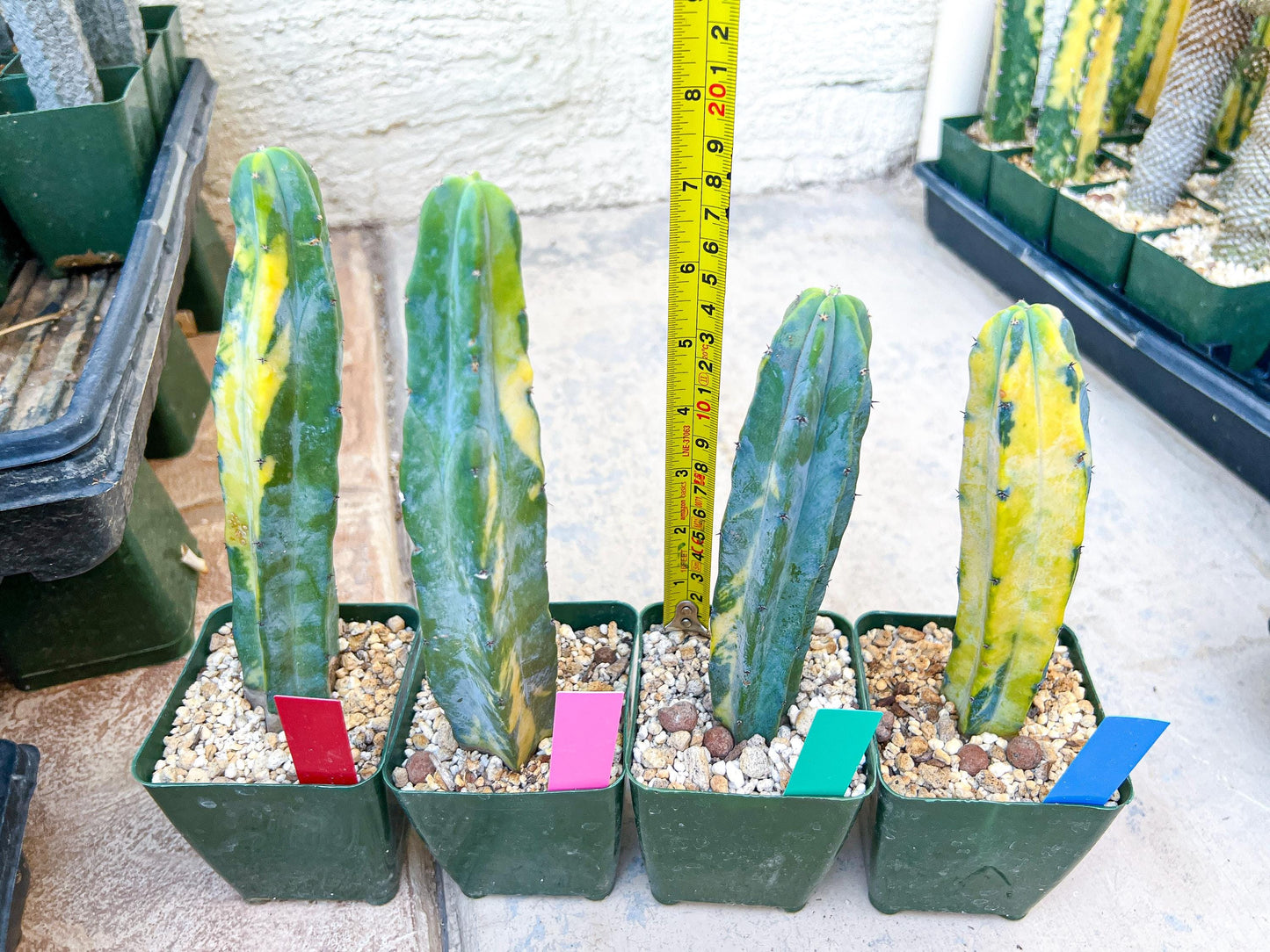 Myrtillocactus Geometrizans f. Variegatus Hort | Imported Cactus