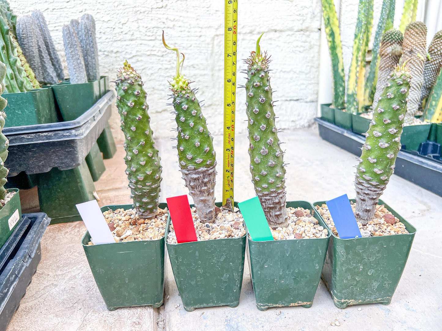 Euphorb pachypodioides | Imported Plants