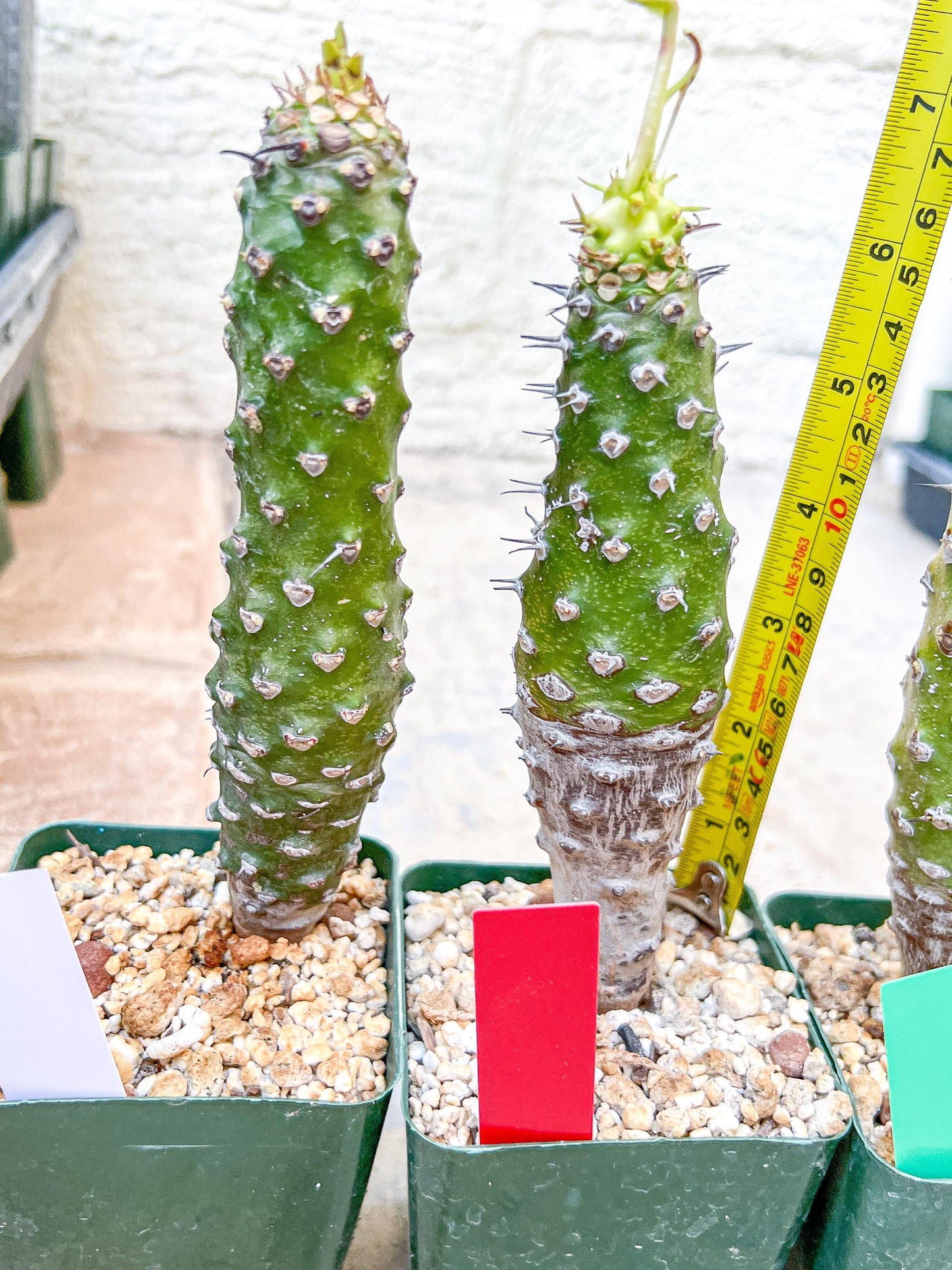 Euphorb pachypodioides | Imported Plants
