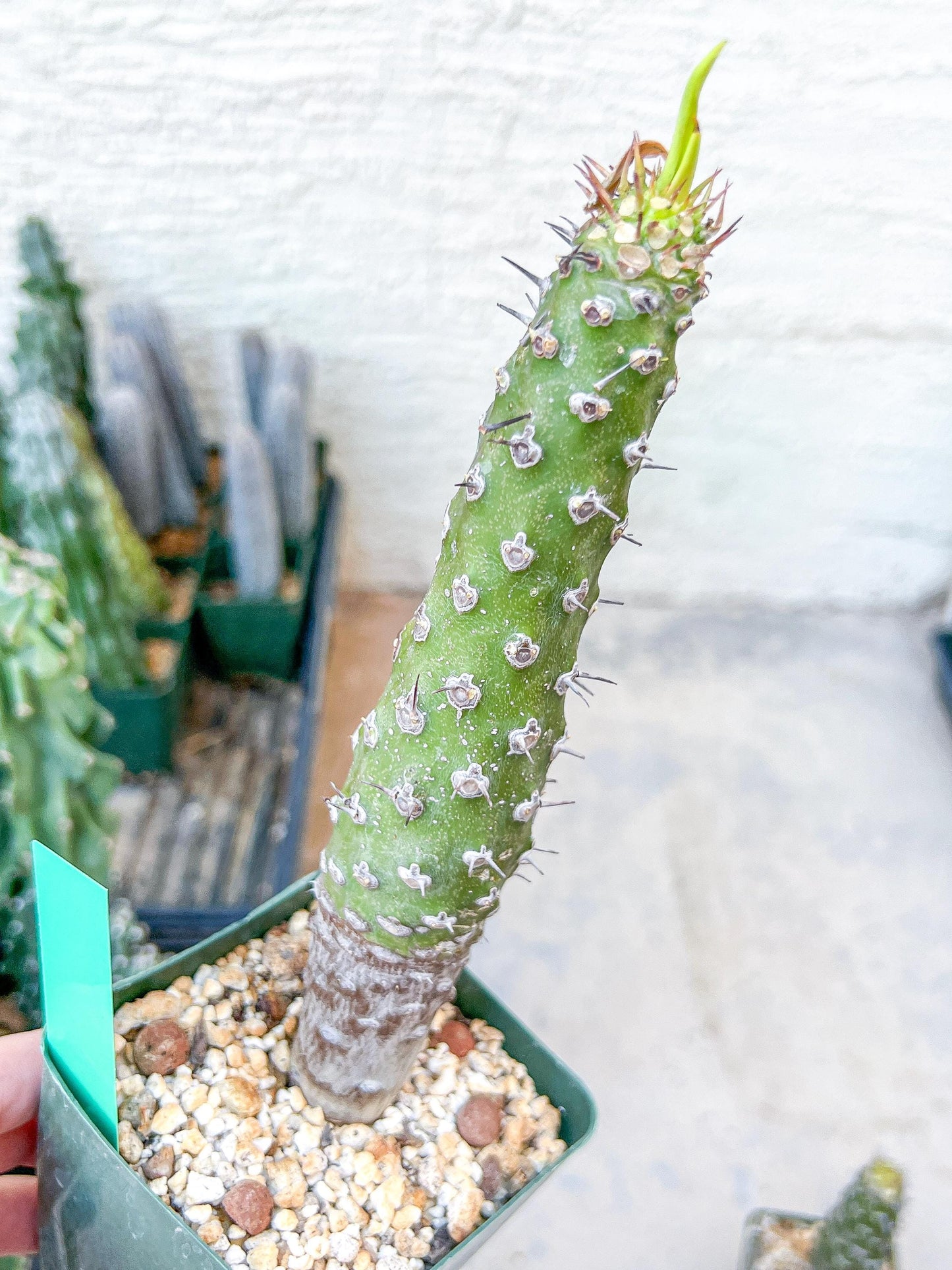 Euphorb pachypodioides | Imported Plants