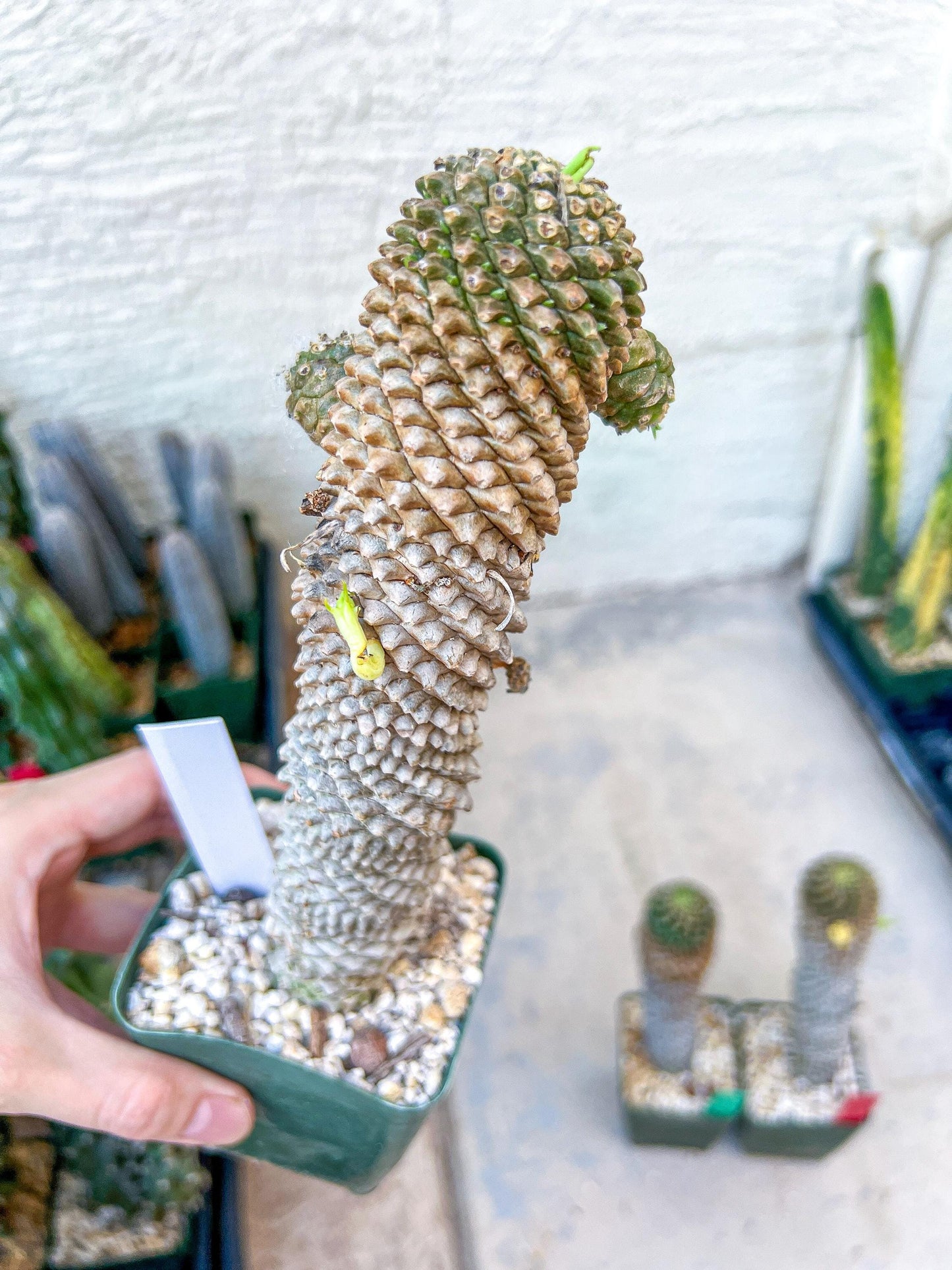 Euphorb Kaimagyoku or Hypogaea | Imported Plants