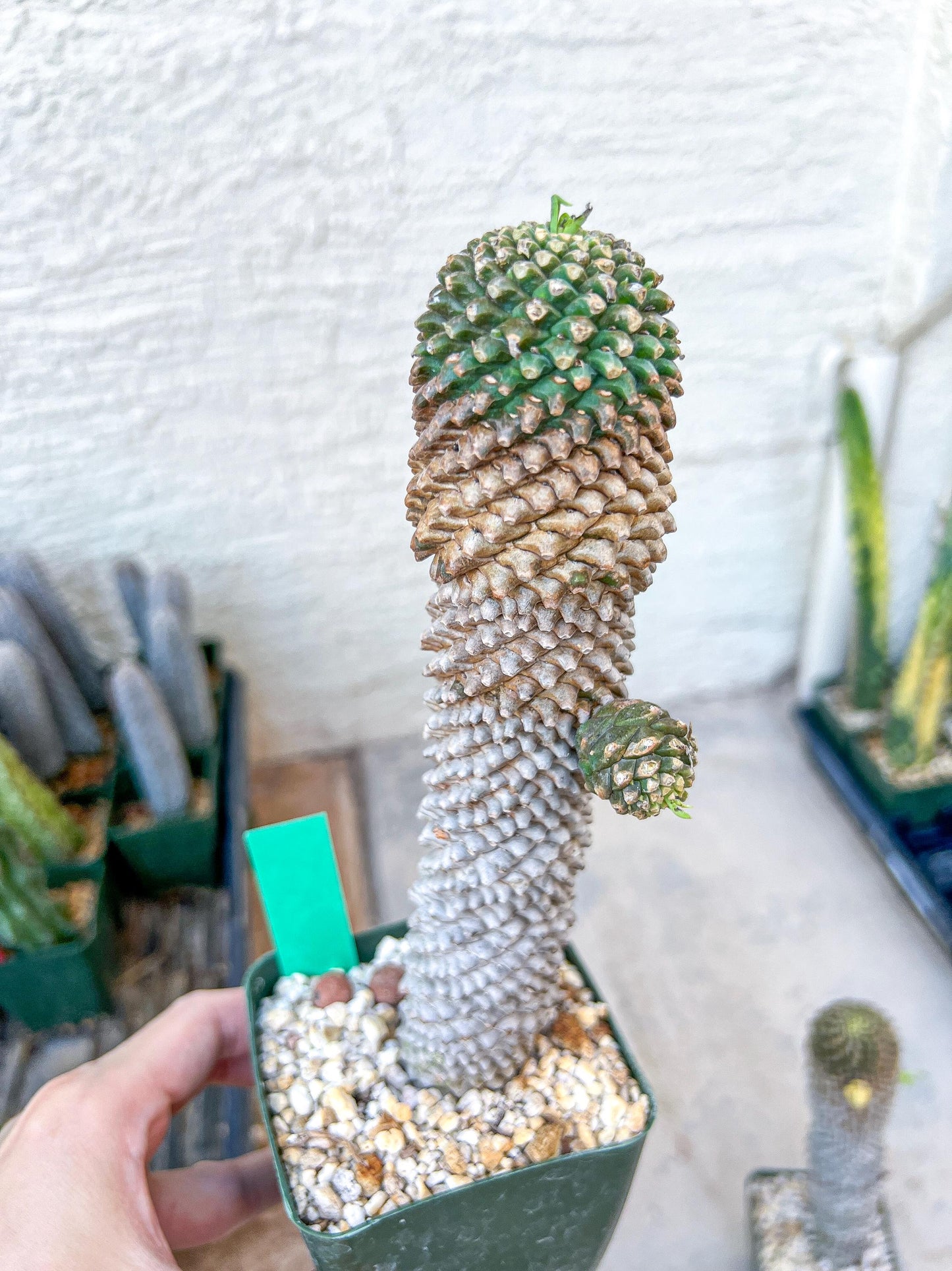 Euphorb Kaimagyoku or Hypogaea | Imported Plants