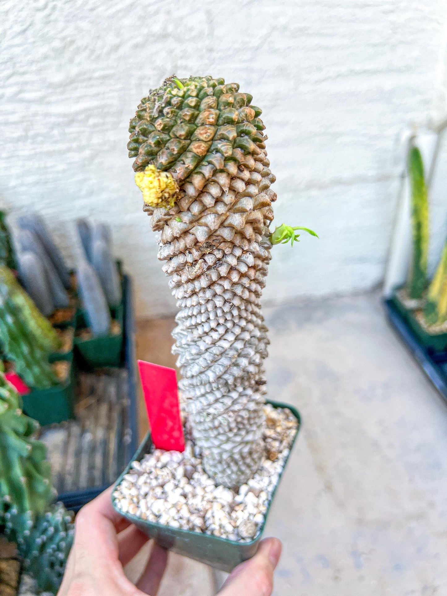 Euphorb Kaimagyoku or Hypogaea | Imported Plants