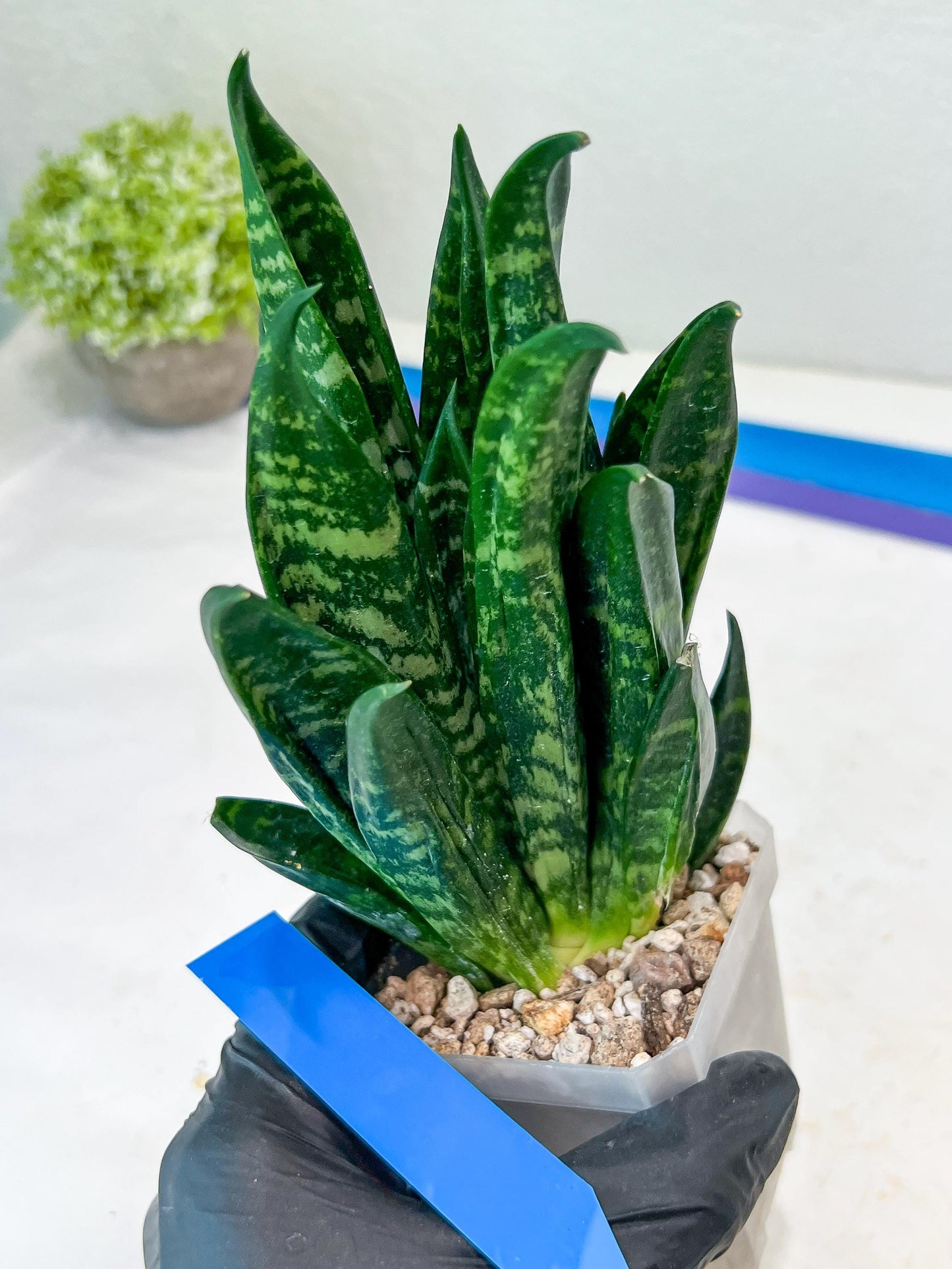 Sansevieria Gaste (P-Y-B) | Snake Plant | Imported Plants