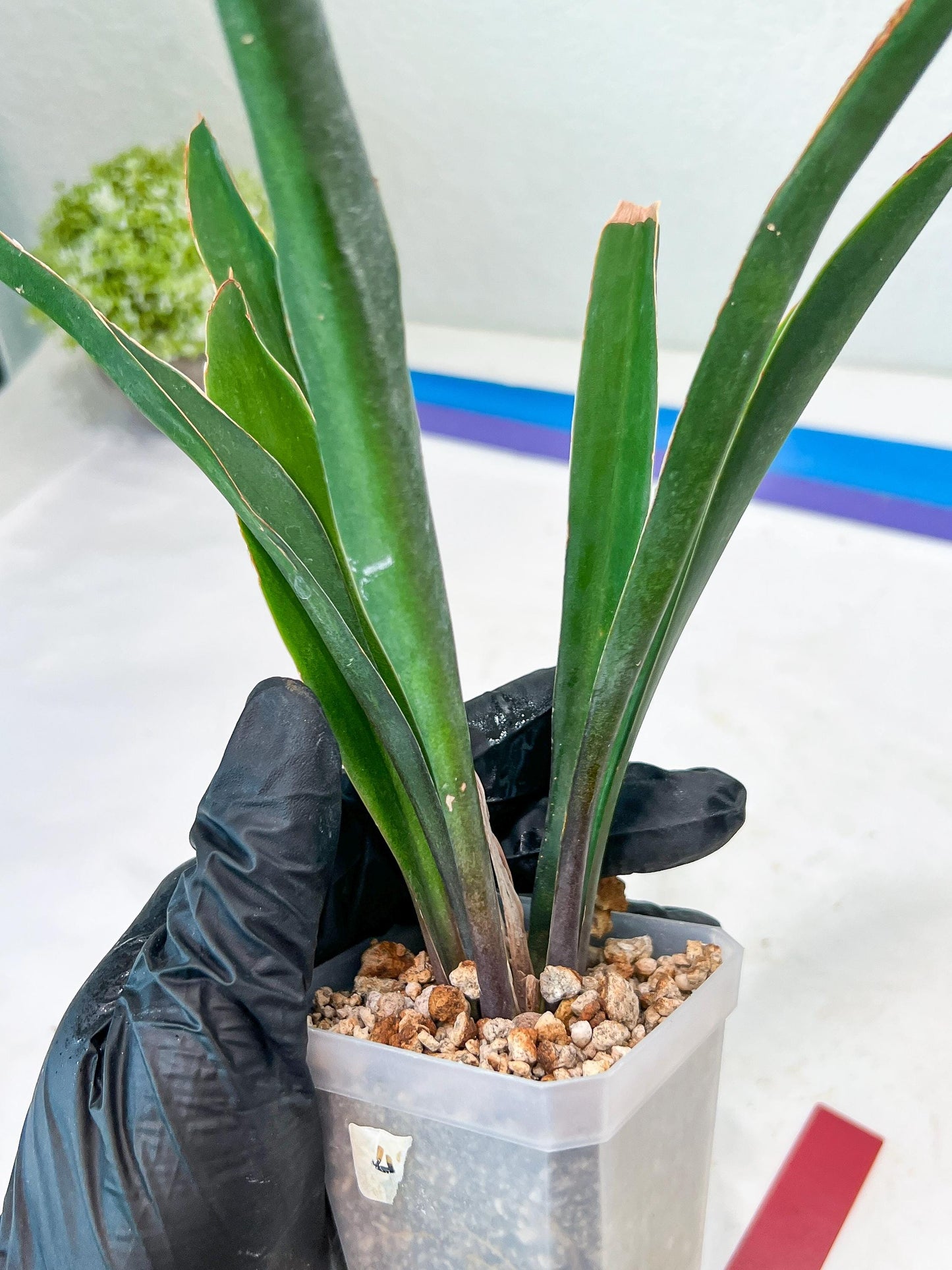Sansevieria Violet (G-R-O) | Very Rare Import | rare Hybrid