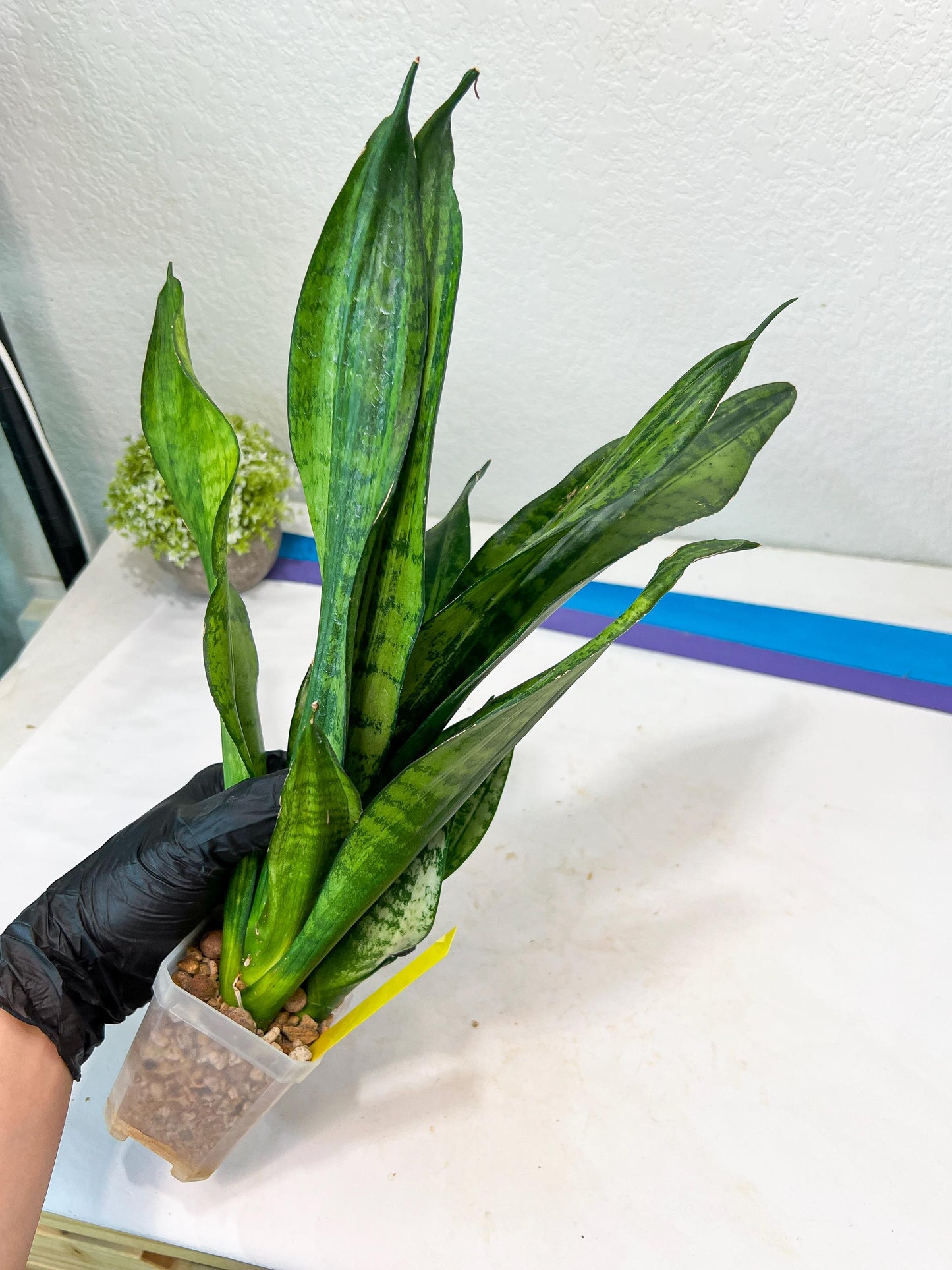 Sansevieria Moonshine Mutant (Y) | Imported Plants