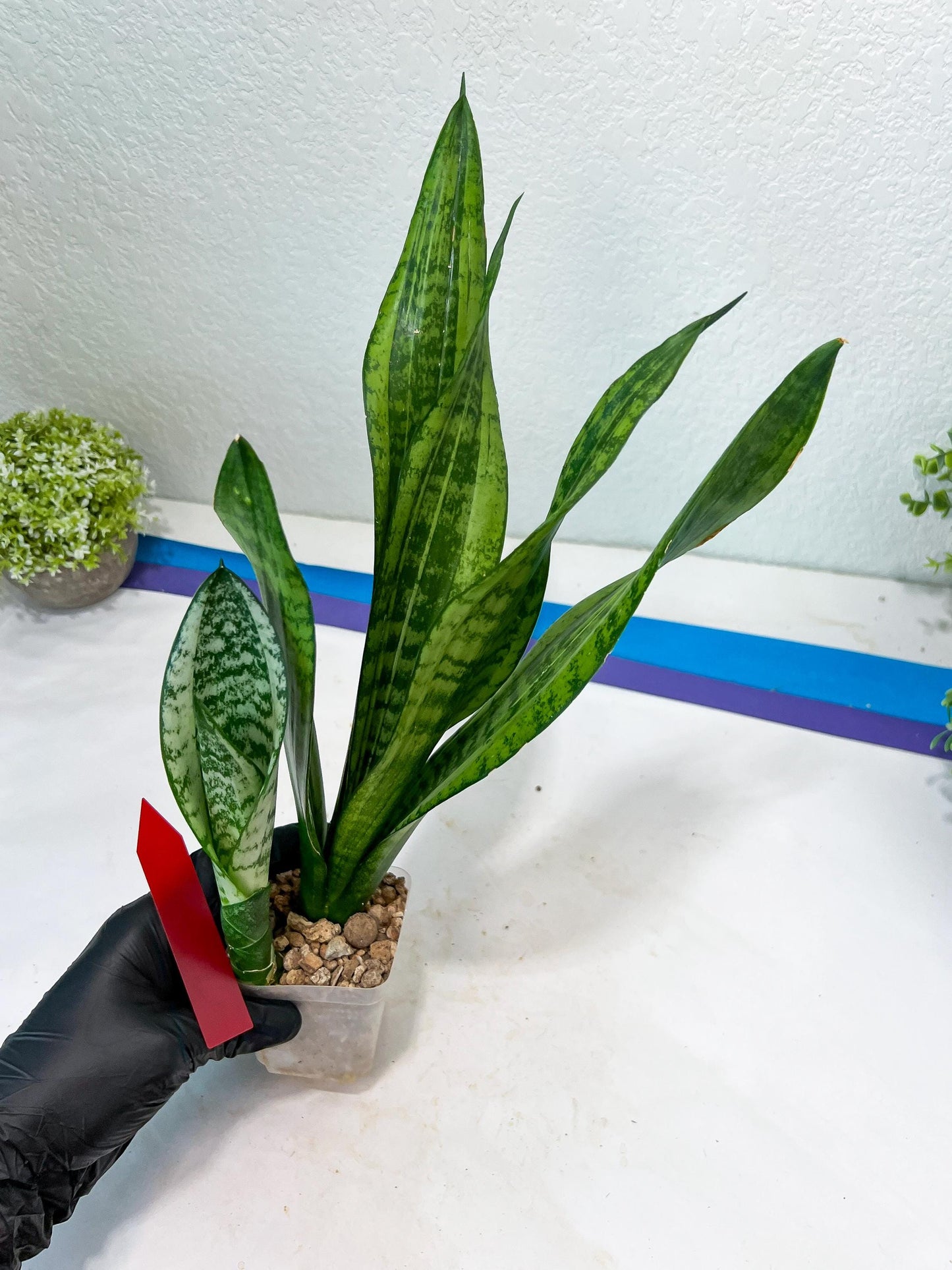 Sansevieria Moonshine Mutant (R) | Imported Plants