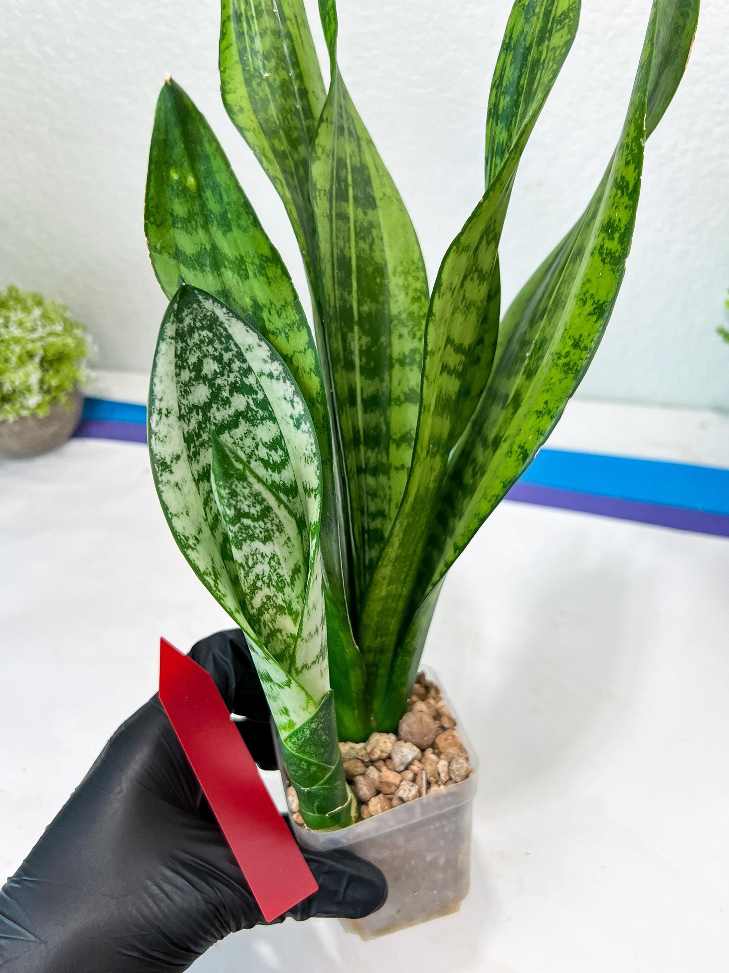 Sansevieria Moonshine Mutant (R) | Imported Plants