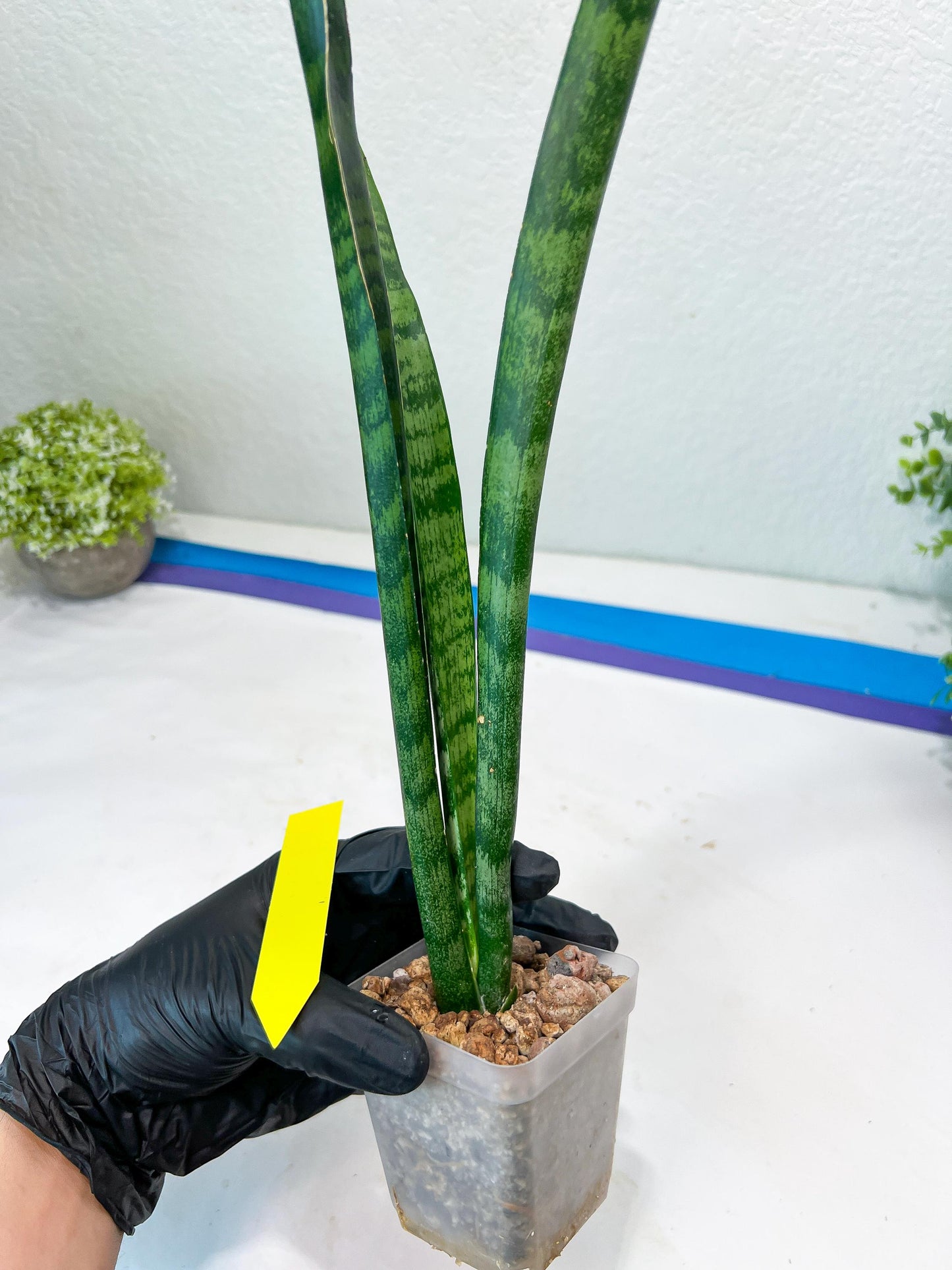 Sansevieria Parva Stick Type 2 | Imported Plants | Rare Hybrid Species