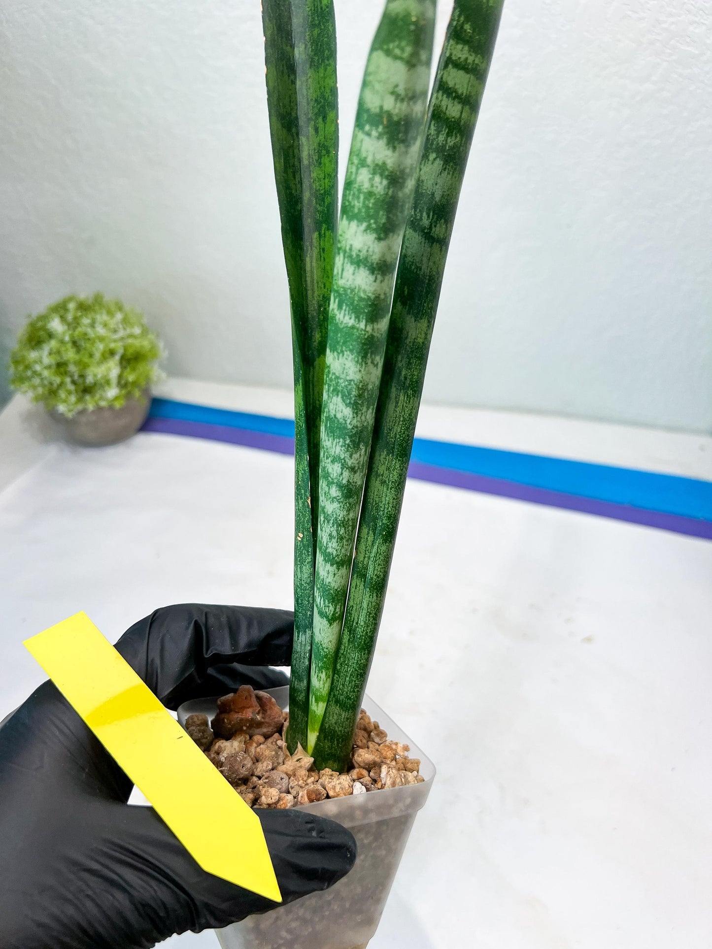 Sansevieria Parva Stick Type 2 | Imported Plants | Rare Hybrid Species