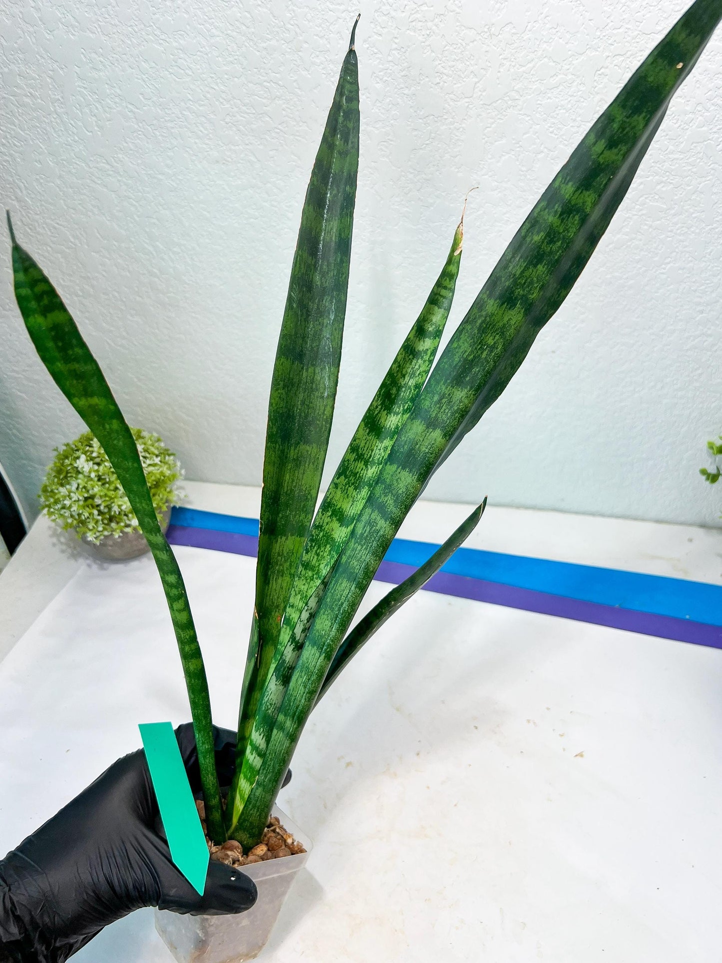 Sansevieria Parva Stick Type 2 | Imported Plants | Rare Hybrid Species