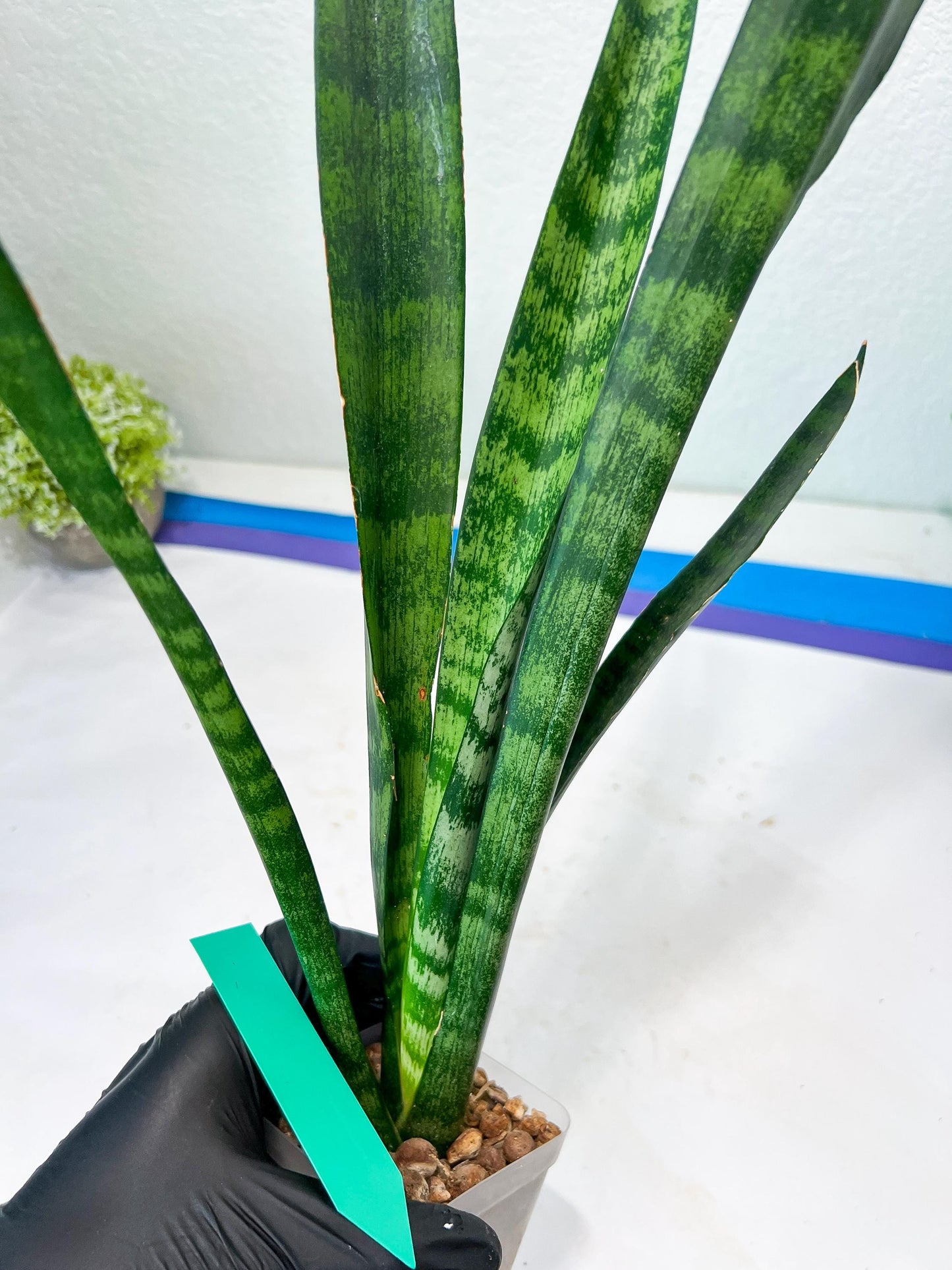 Sansevieria Parva Stick Type 2 | Imported Plants | Rare Hybrid Species