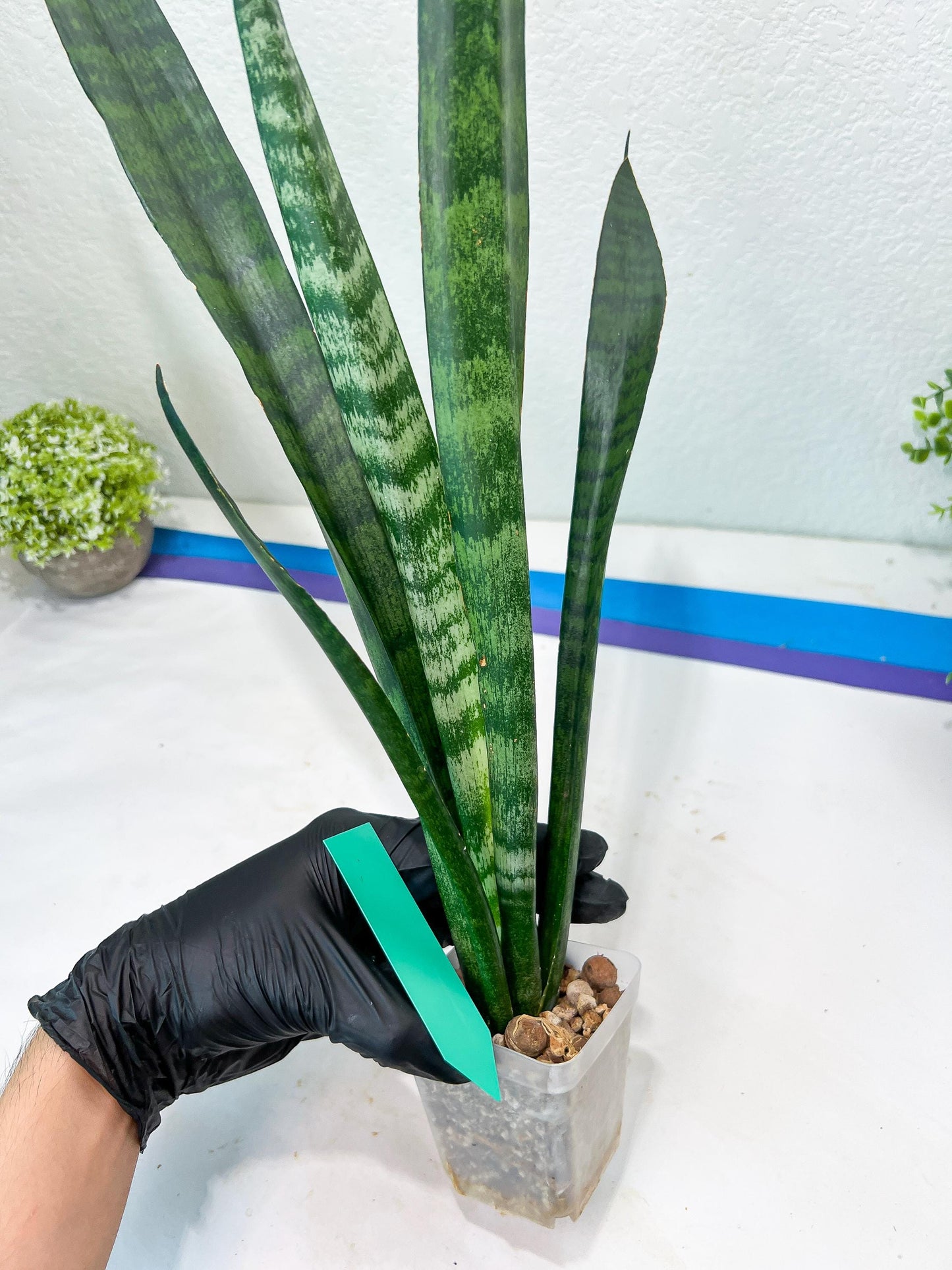 Sansevieria Parva Stick Type 2 | Imported Plants | Rare Hybrid Species