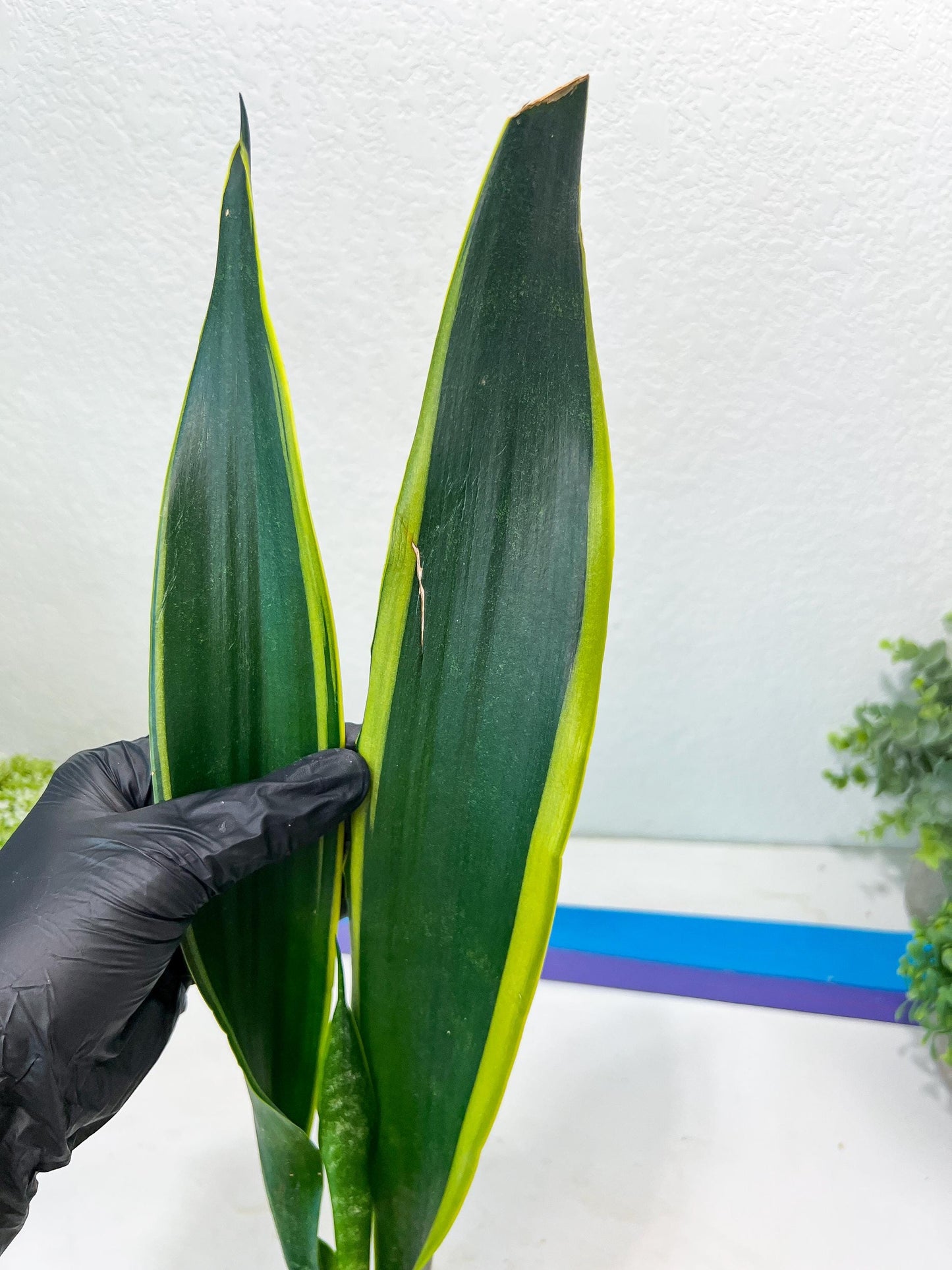 Sansevieria Trifasciata Lillian True Oil (G2) | Imported Plants