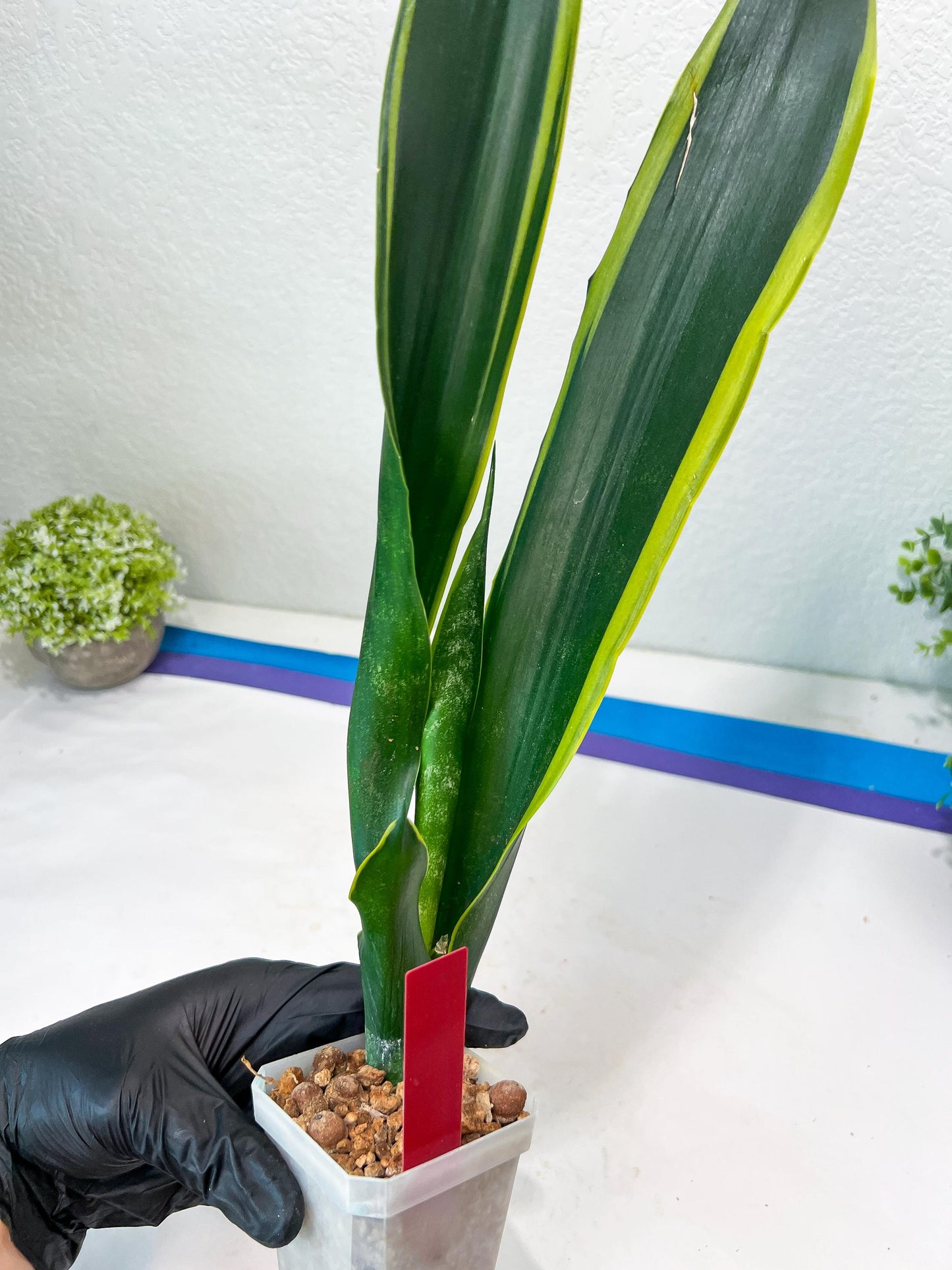 Sansevieria Trifasciata Lillian True Oil (G2) | Imported Plants