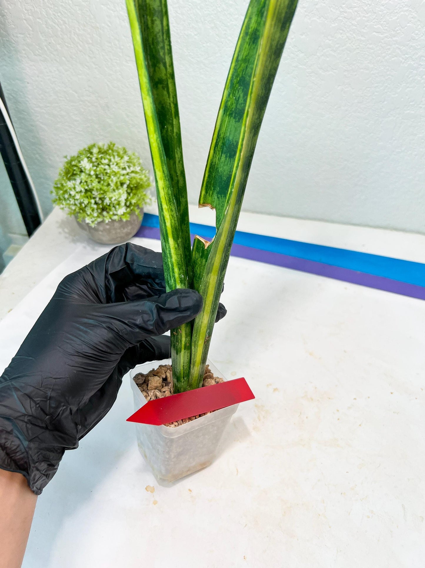 Sansevieria Trifasciata Parva Stick Var (G-R) | Imported Plant