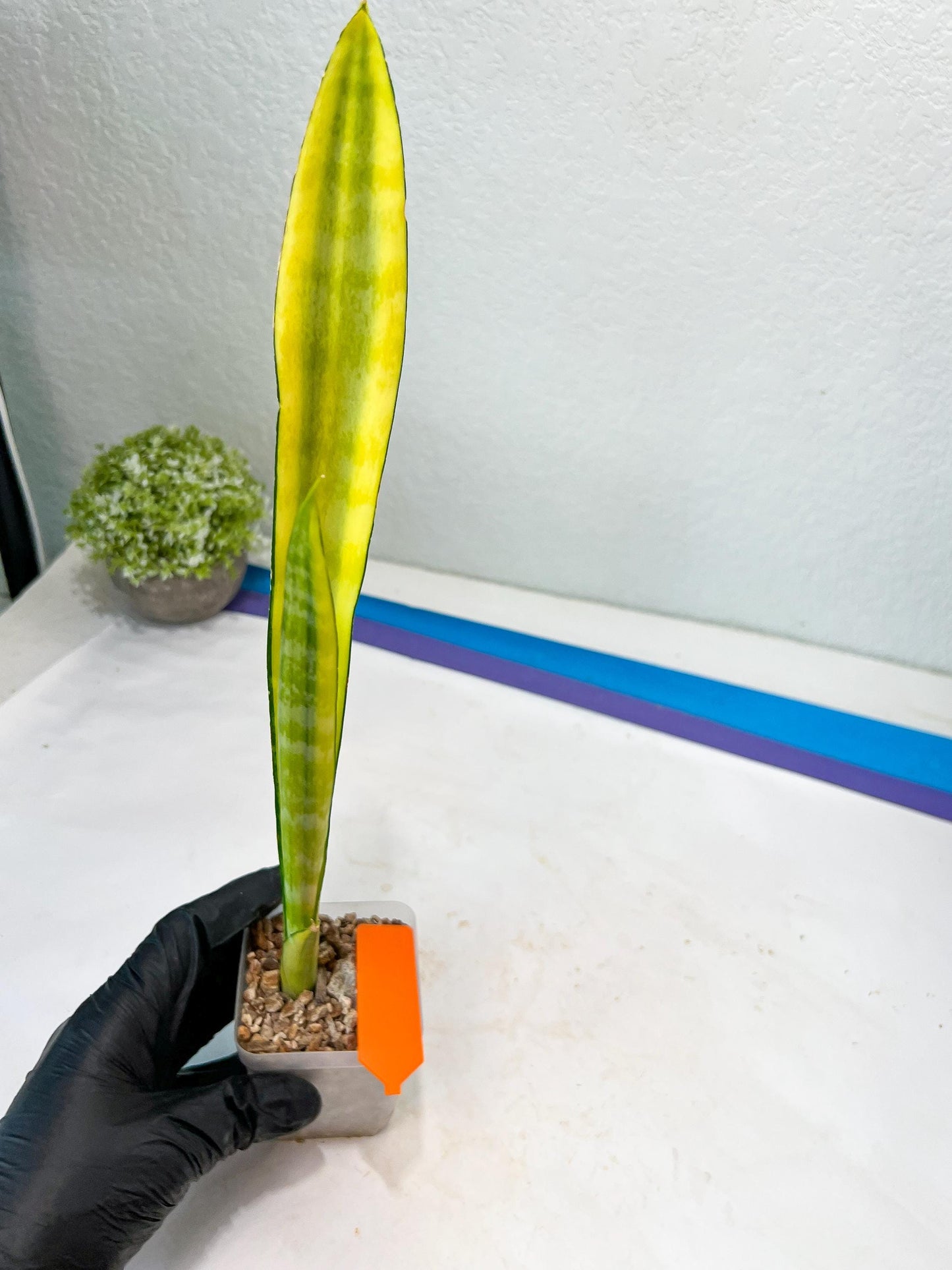 Sansevieria Trifasciata Parva Stick Var (G-R) | Imported Plant