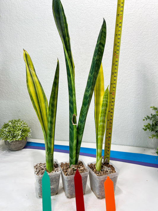 Sansevieria Trifasciata Parva Stick Var (Green) | Imported Plant