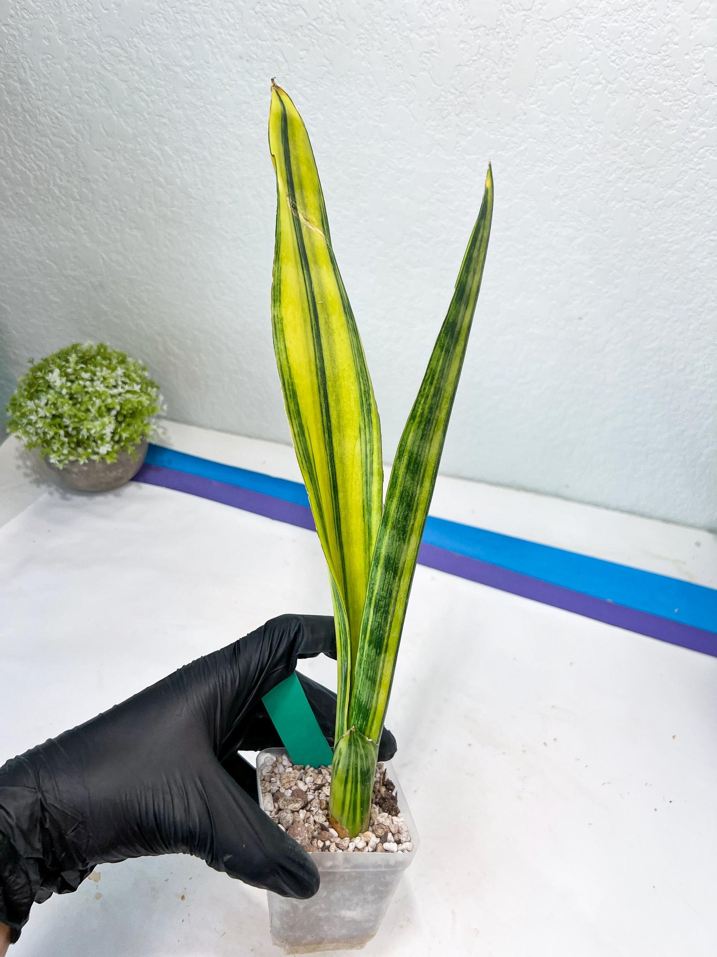 Sansevieria Trifasciata Parva Stick Var (G) | Imported Plant