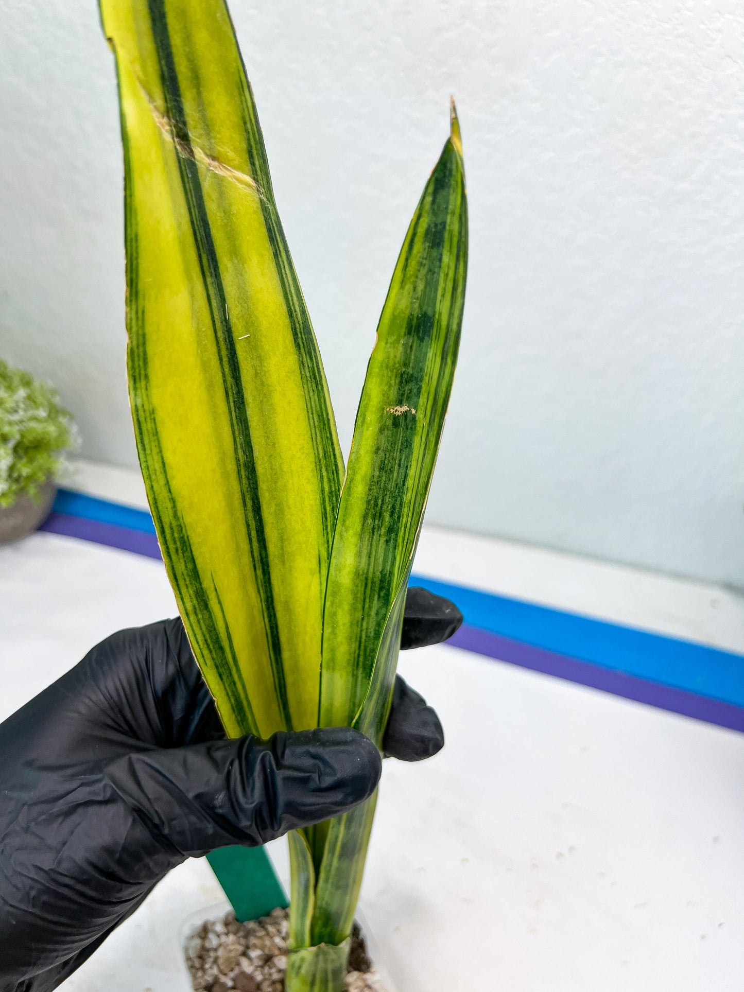 Sansevieria Trifasciata Parva Stick Var (G) | Imported Plant