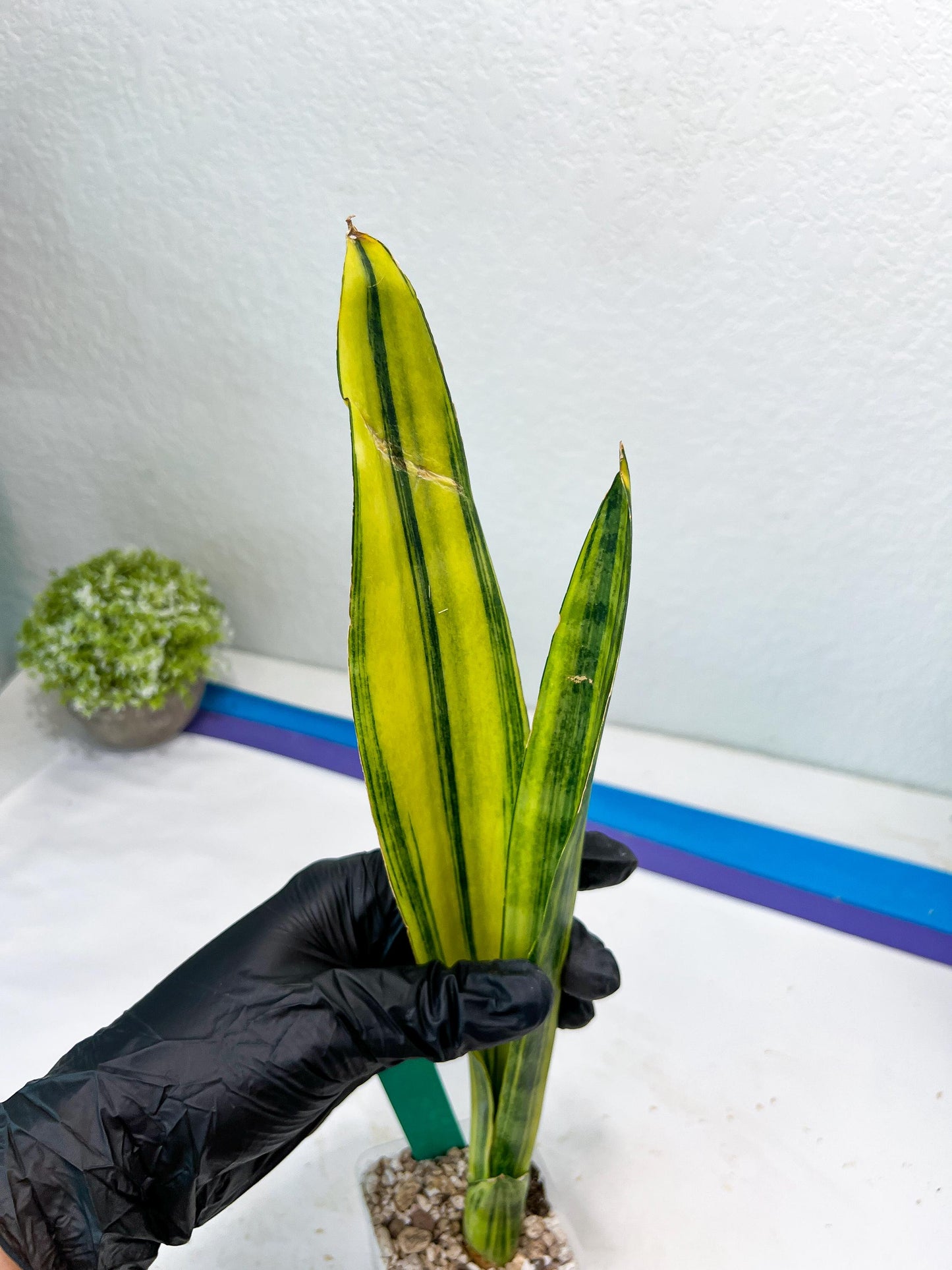 Sansevieria Trifasciata Parva Stick Var (G) | Imported Plant