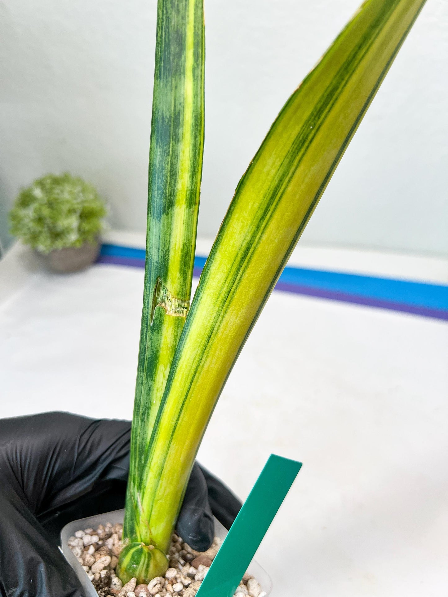 Sansevieria Trifasciata Parva Stick Var (G) | Imported Plant