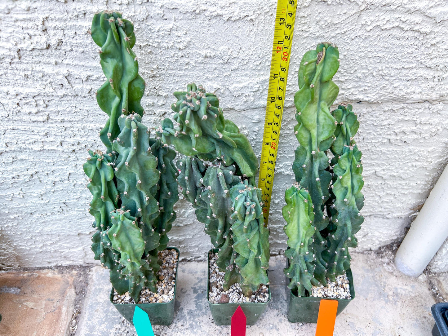 Monstrose Cereus Peruvianus | Apple Cactus | Fully Rooted