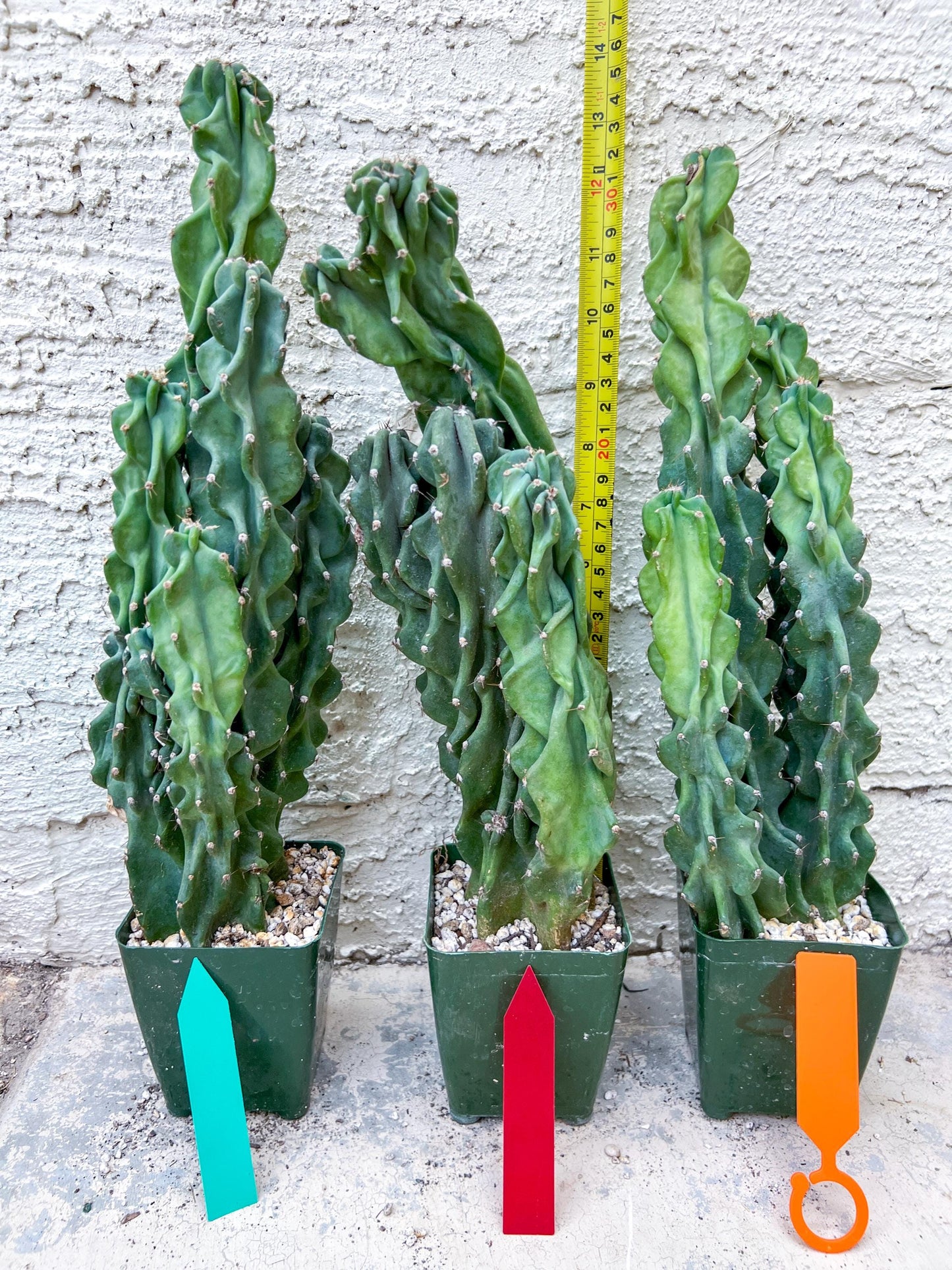 Monstrose Cereus Peruvianus | Apple Cactus | Fully Rooted