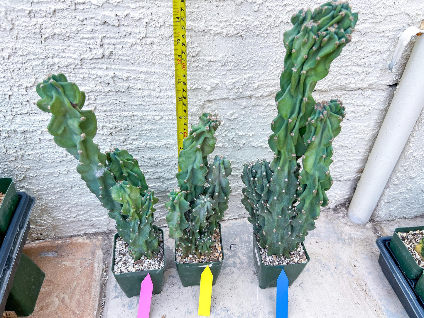 Monstrose Cereus Peruvianus | Apple Cactus | Fully Rooted
