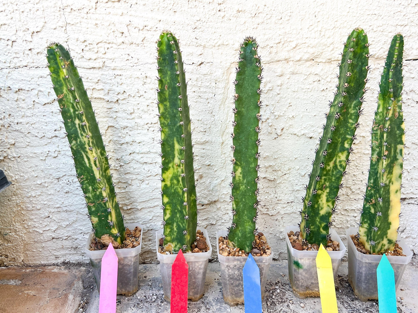 Harrisia Jusbertii Variegated | Imported Cactus | Rare Succulent