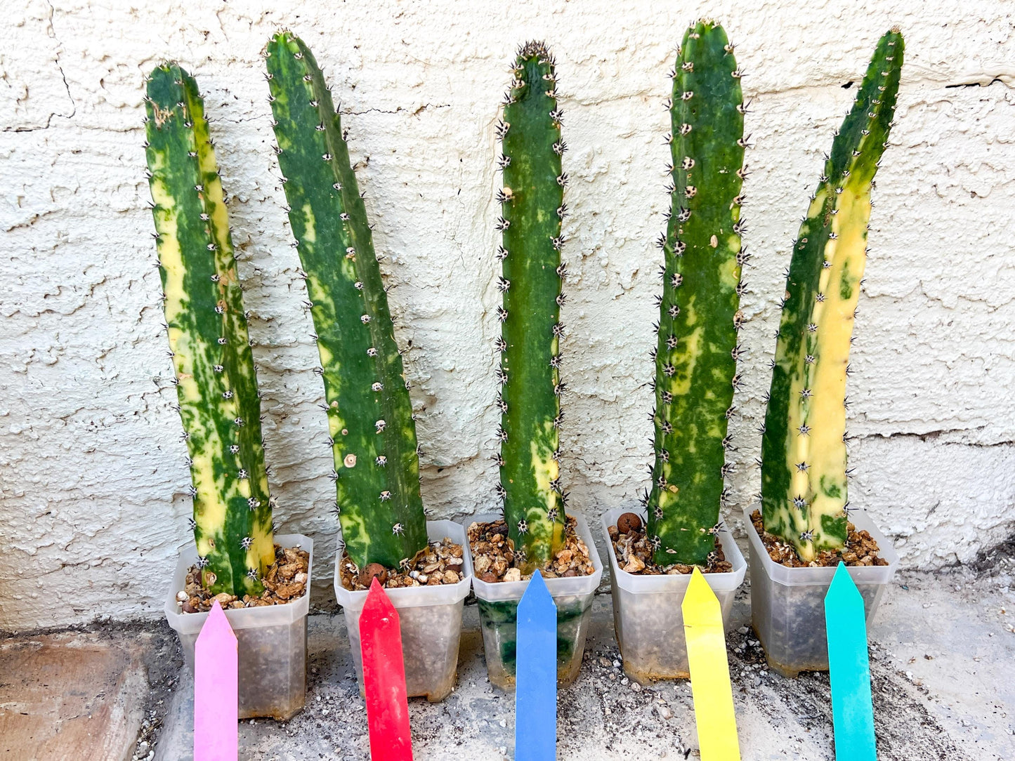 Harrisia Jusbertii Variegated | Imported Cactus | Rare Succulent