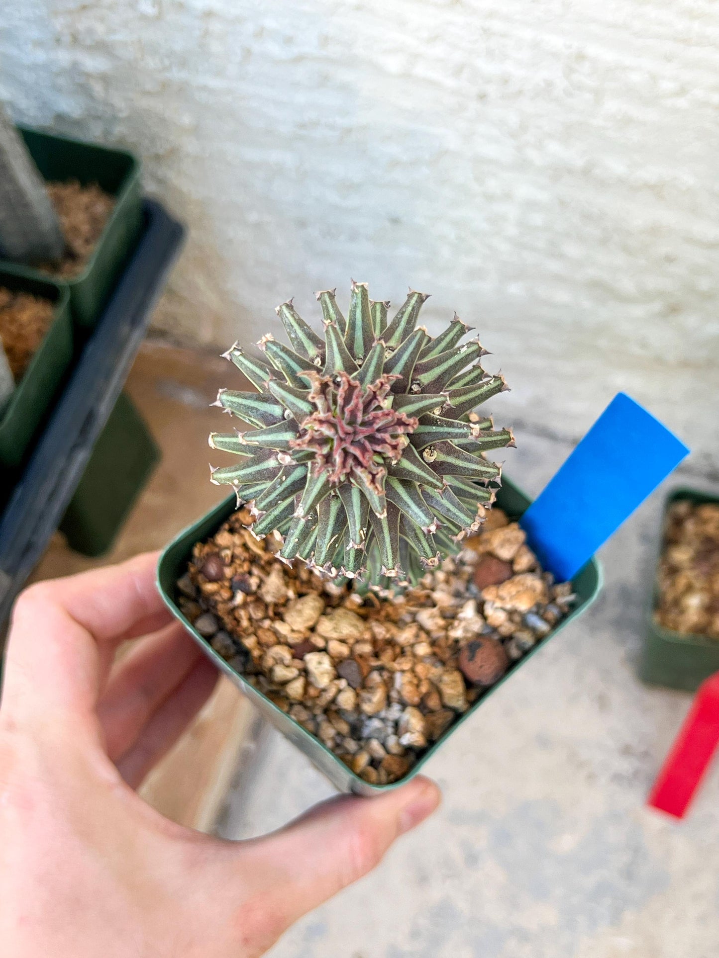 Monadenium Guentheri | Imported Cactus | Rare Succulent