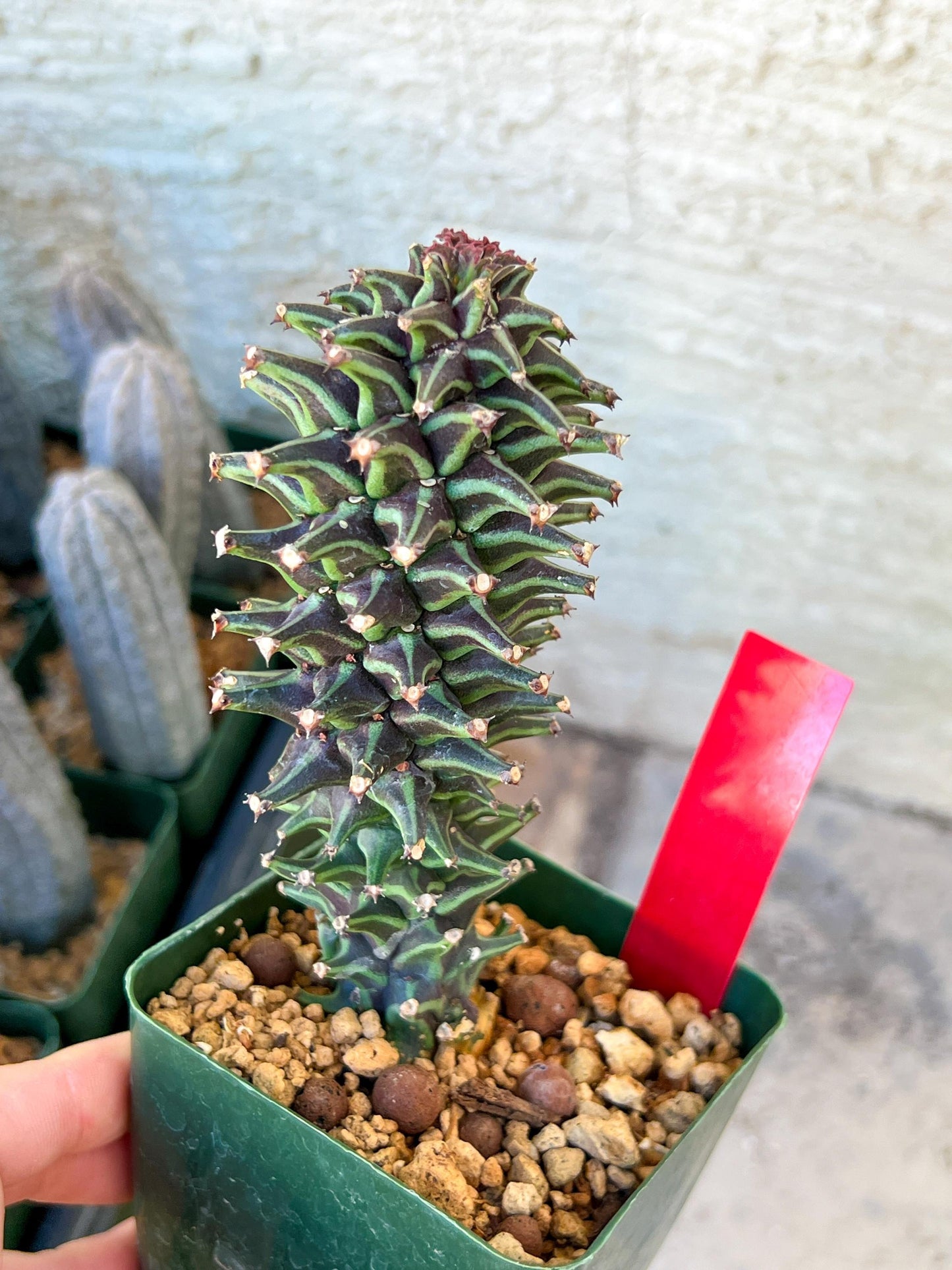 Monadenium Guentheri | Imported Cactus | Rare Succulent