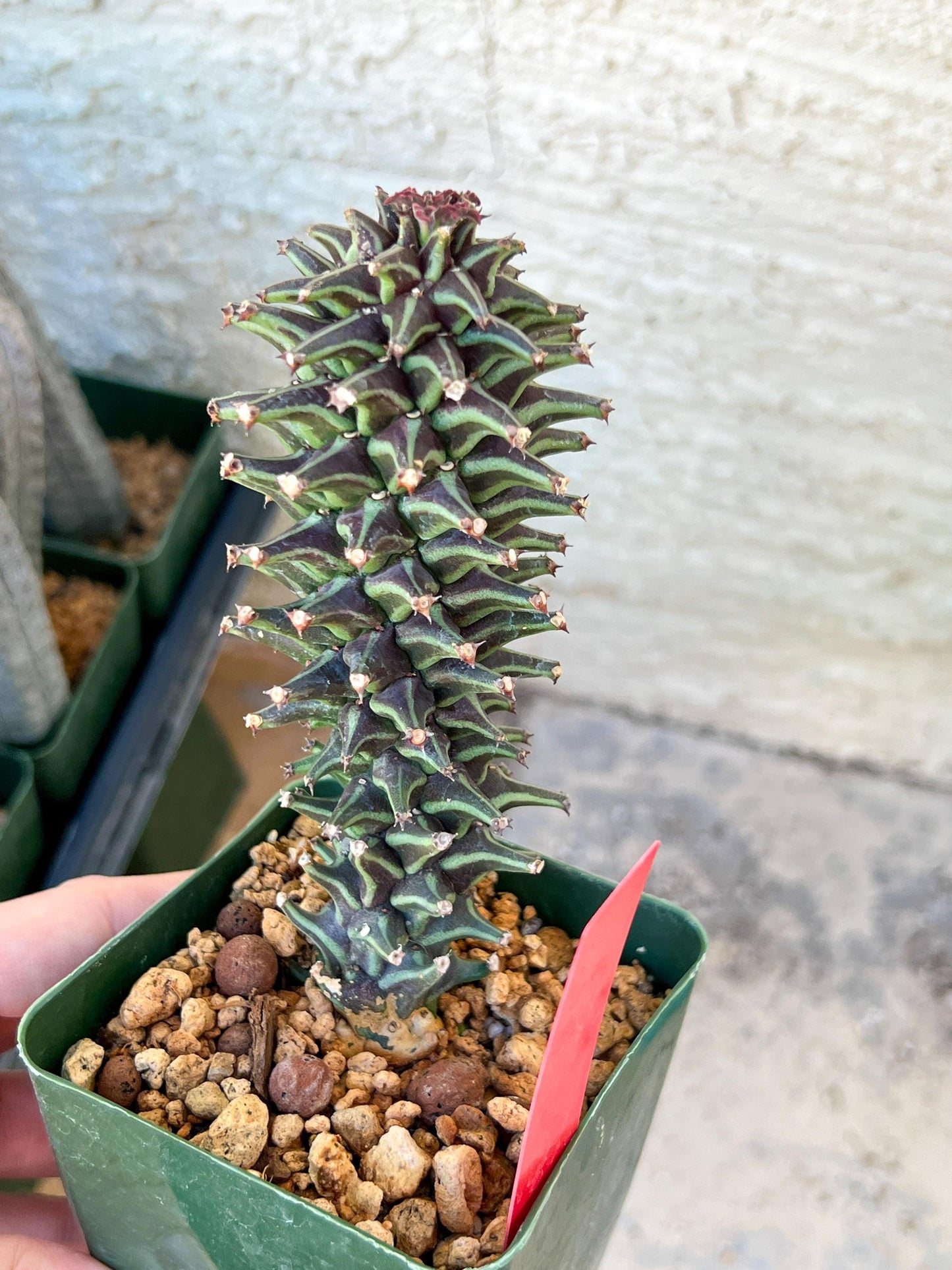Monadenium Guentheri | Imported Cactus | Rare Succulent