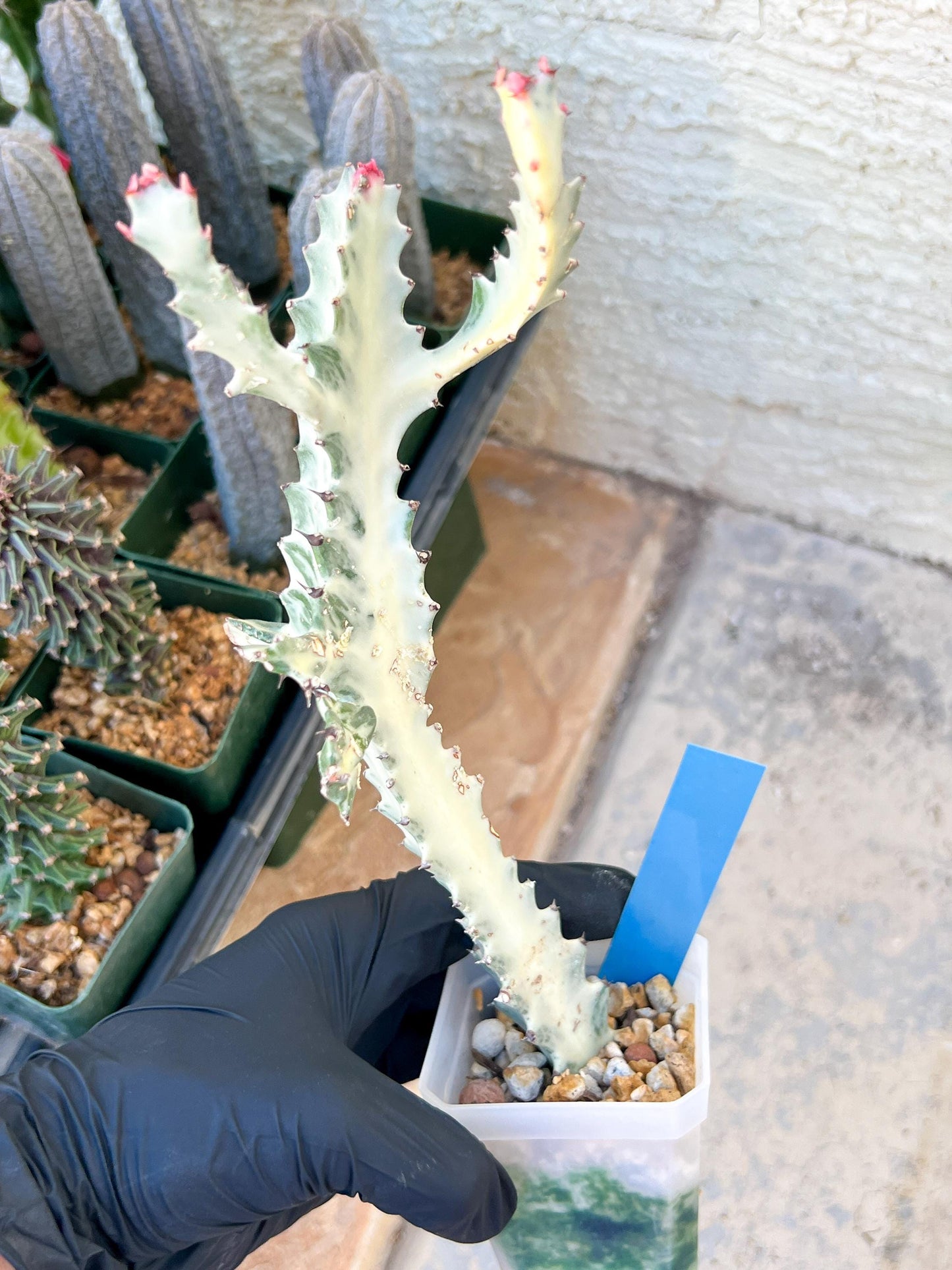 Large Euphorbia Lactea (G2) | Imported Cactus | Rare Succulent