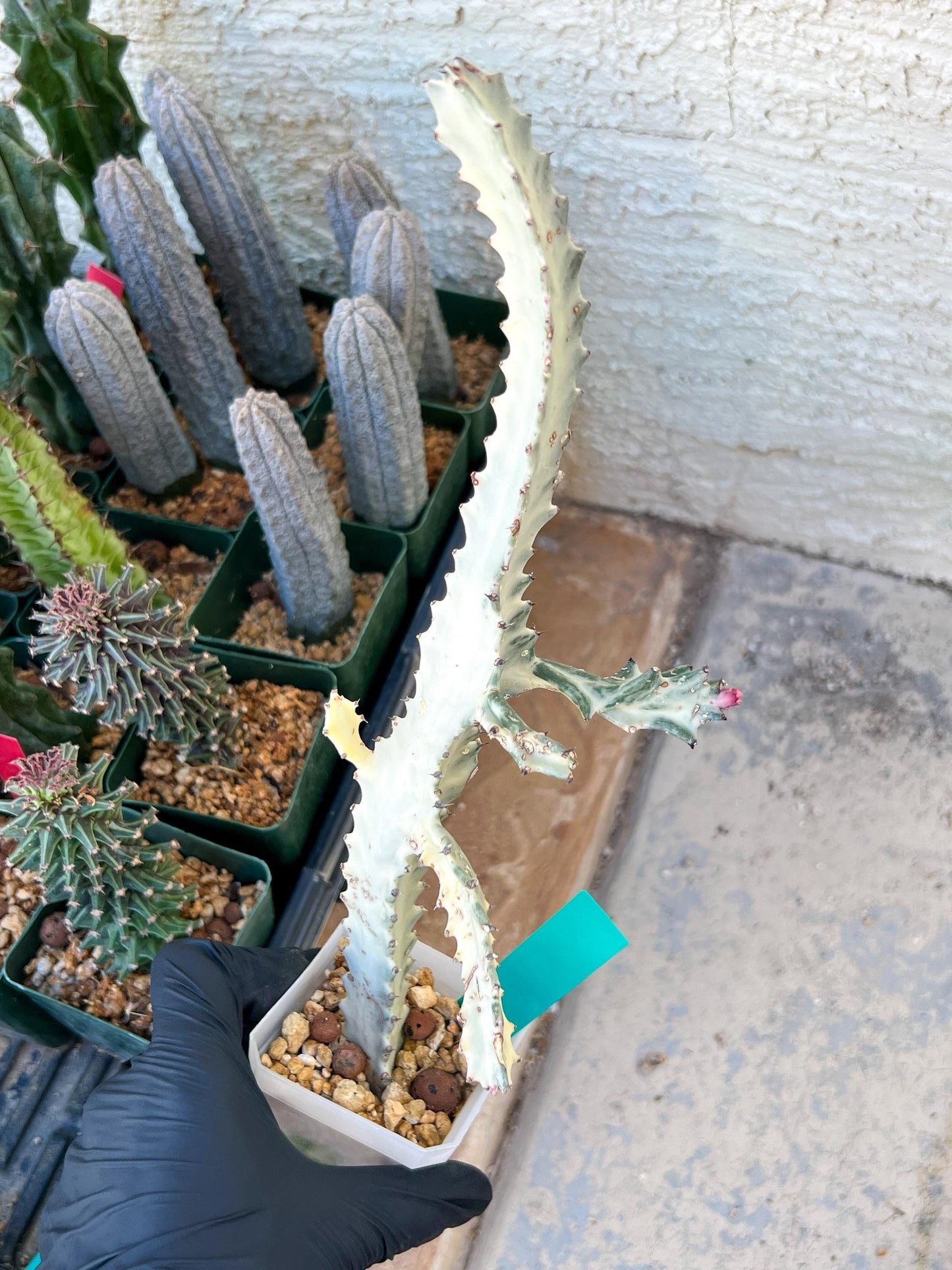 Large Euphorbia Lactea (G2) | Imported Cactus | Rare Succulent