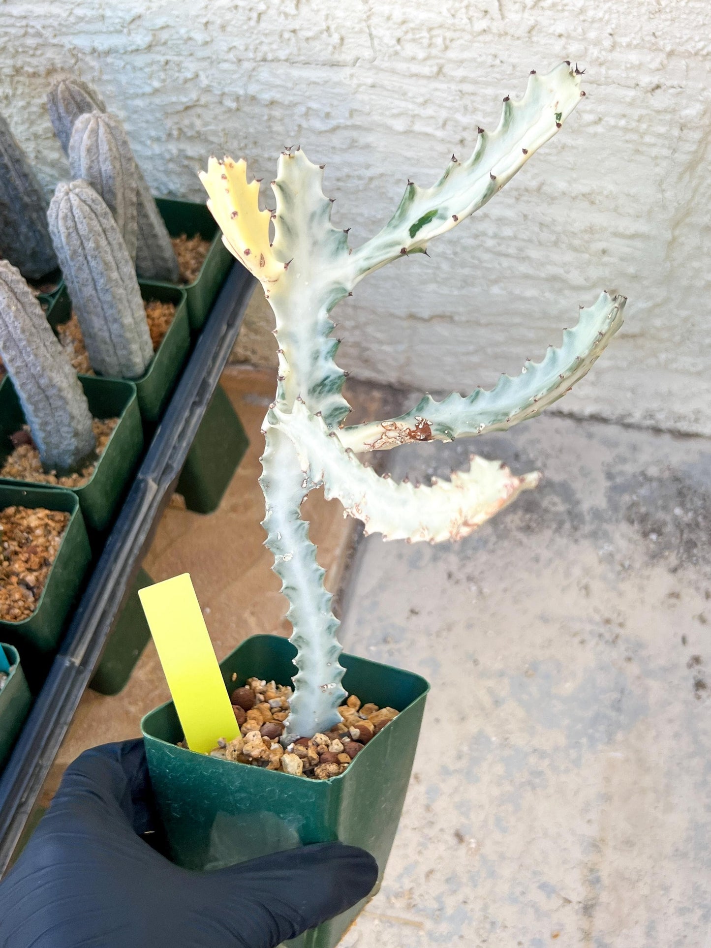 Large Euphorbia Lactea (G1) | Imported Cactus
