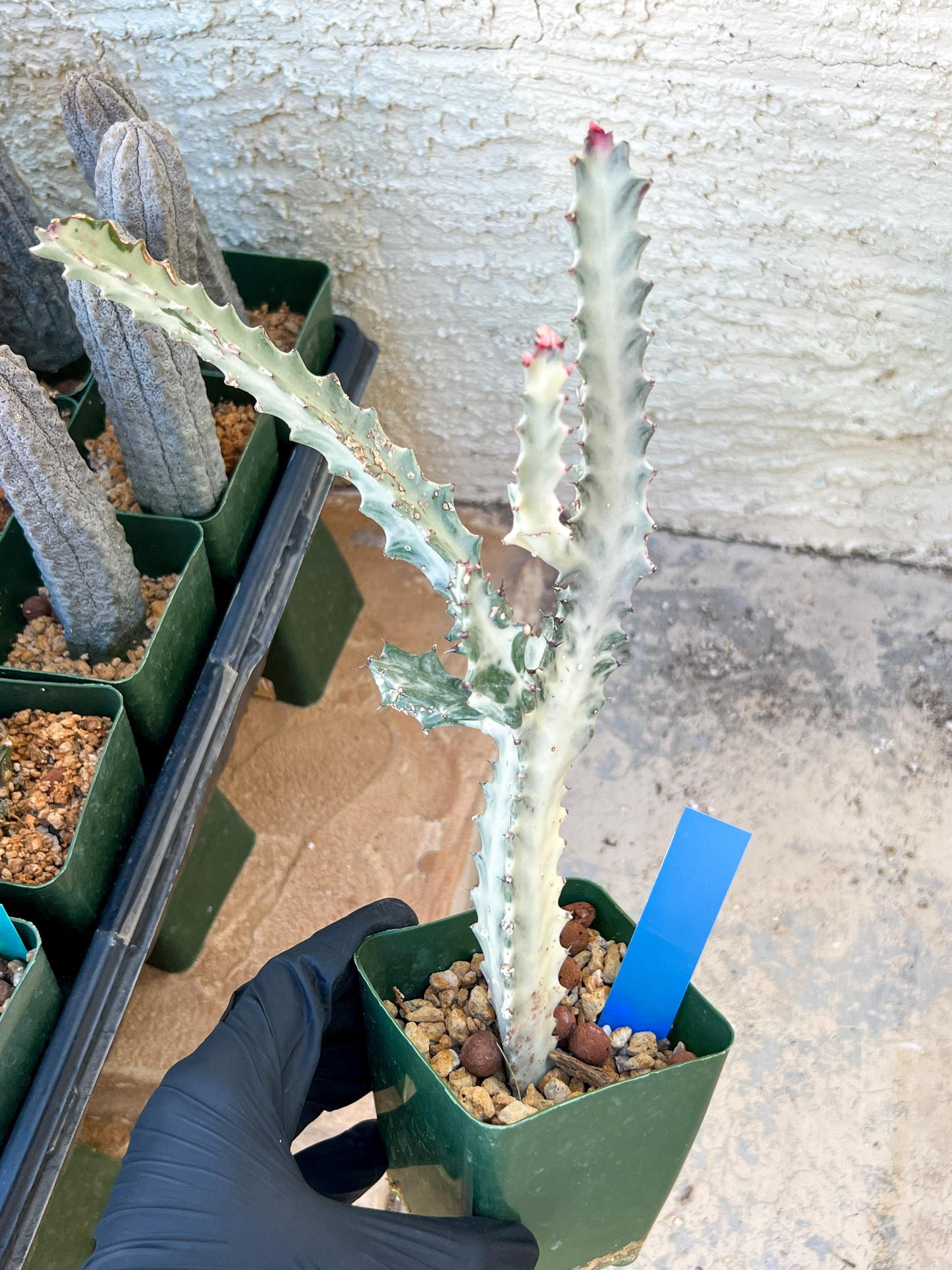 Large Euphorbia Lactea (G1) | Imported Cactus