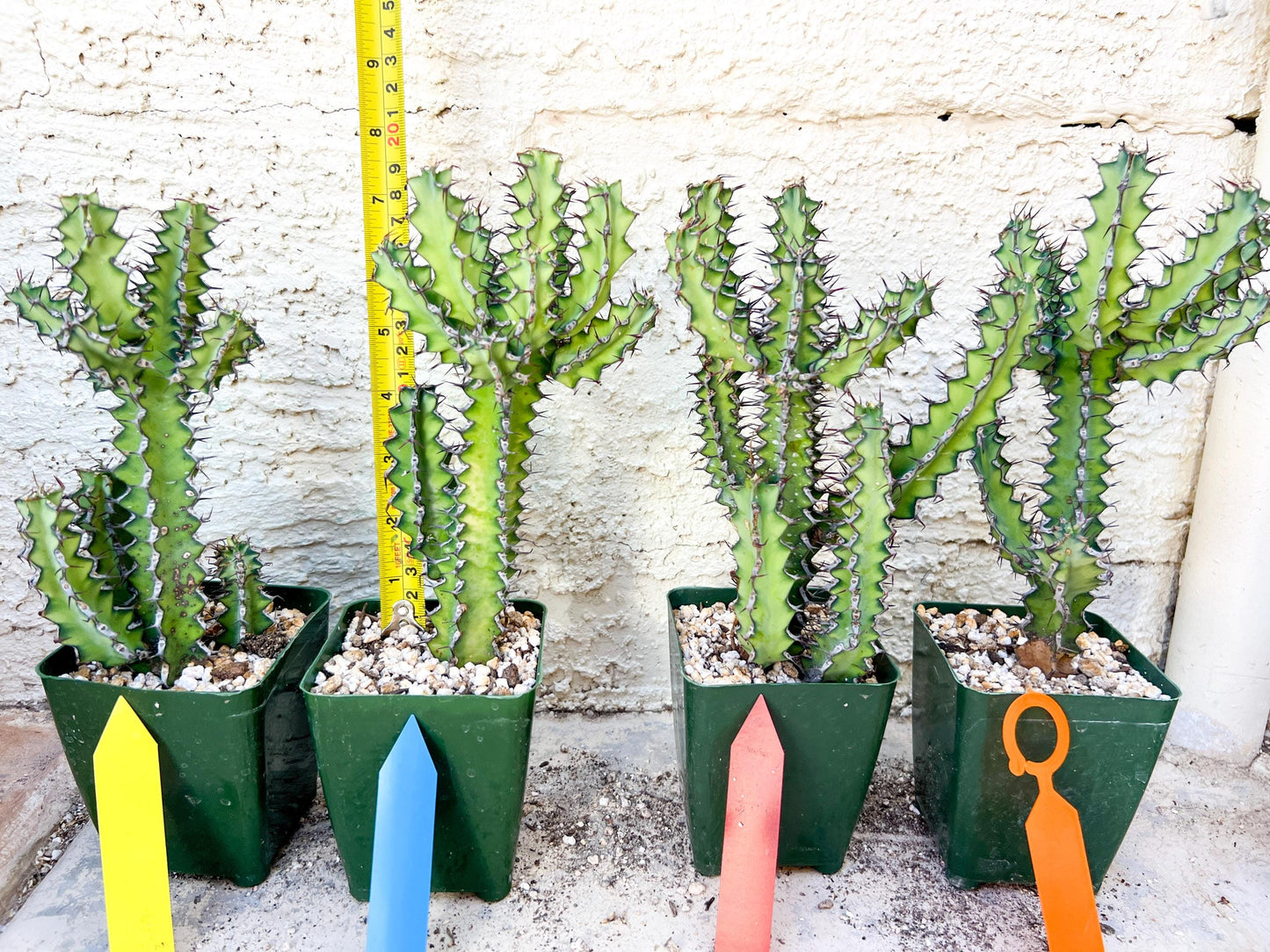 Cactus Petraea S. Carter | Succulent Cactus | Imported