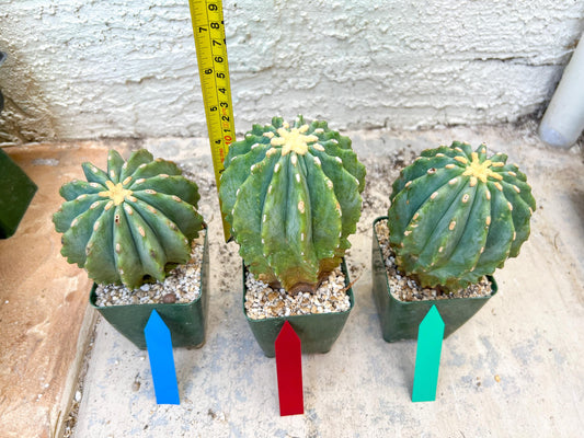 Ferocactus glaucescens inermis (Blue) | Imported Plants