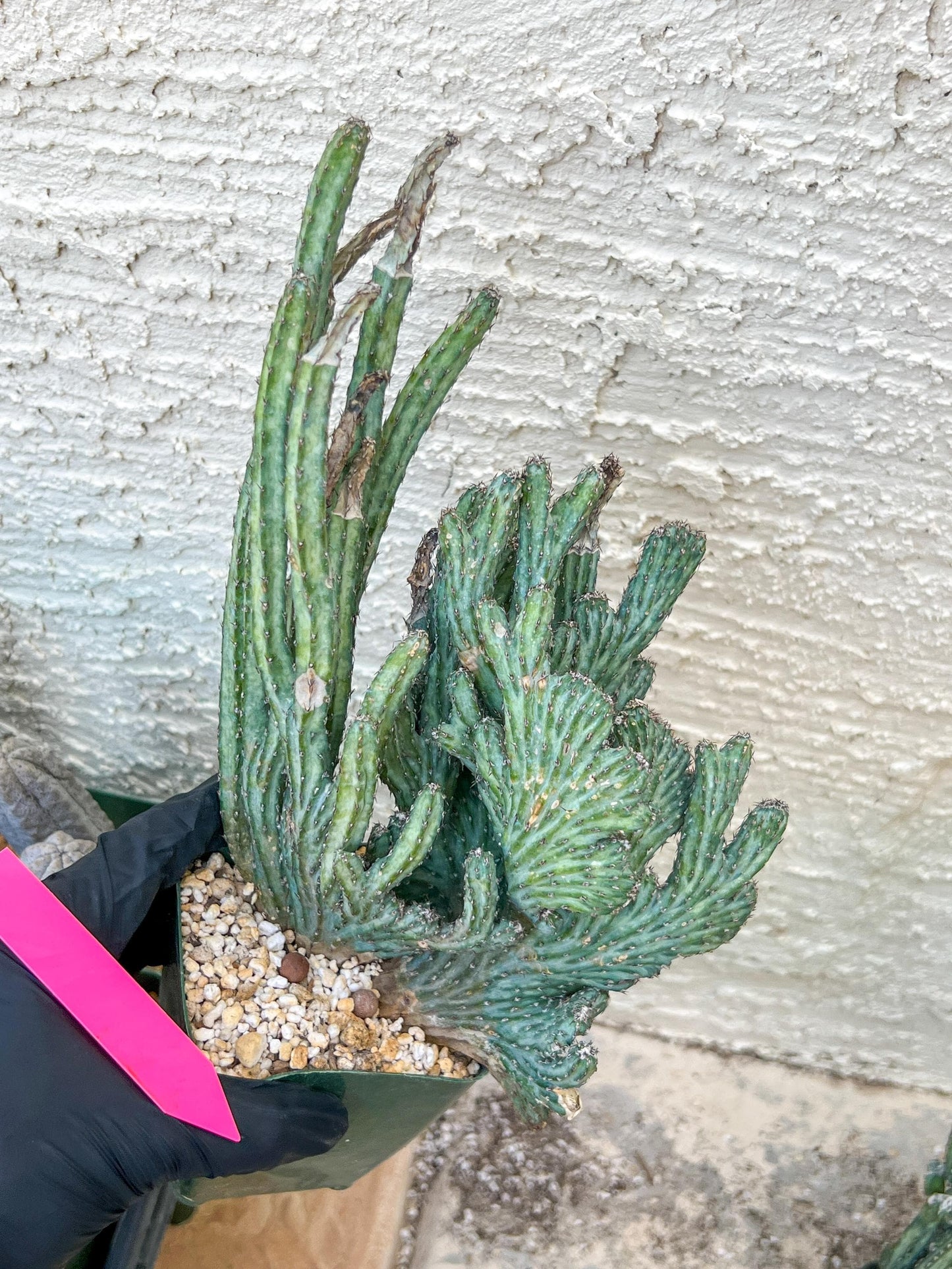 Bizarre Monvillea spegazzinii cristata (P-Y) | Little Sun burn
