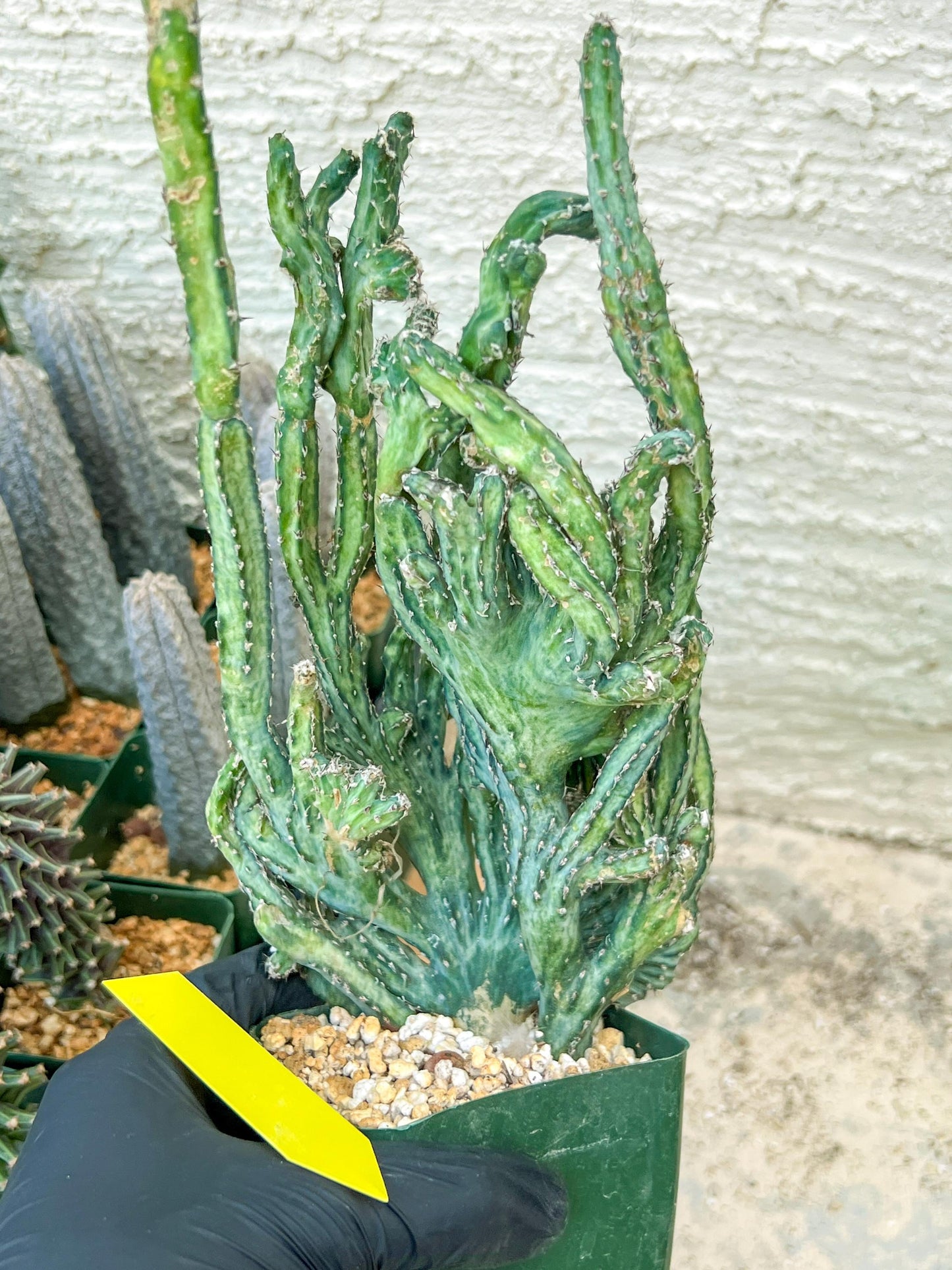 Bizarre Monvillea spegazzinii cristata (P-Y) | Little Sun burn