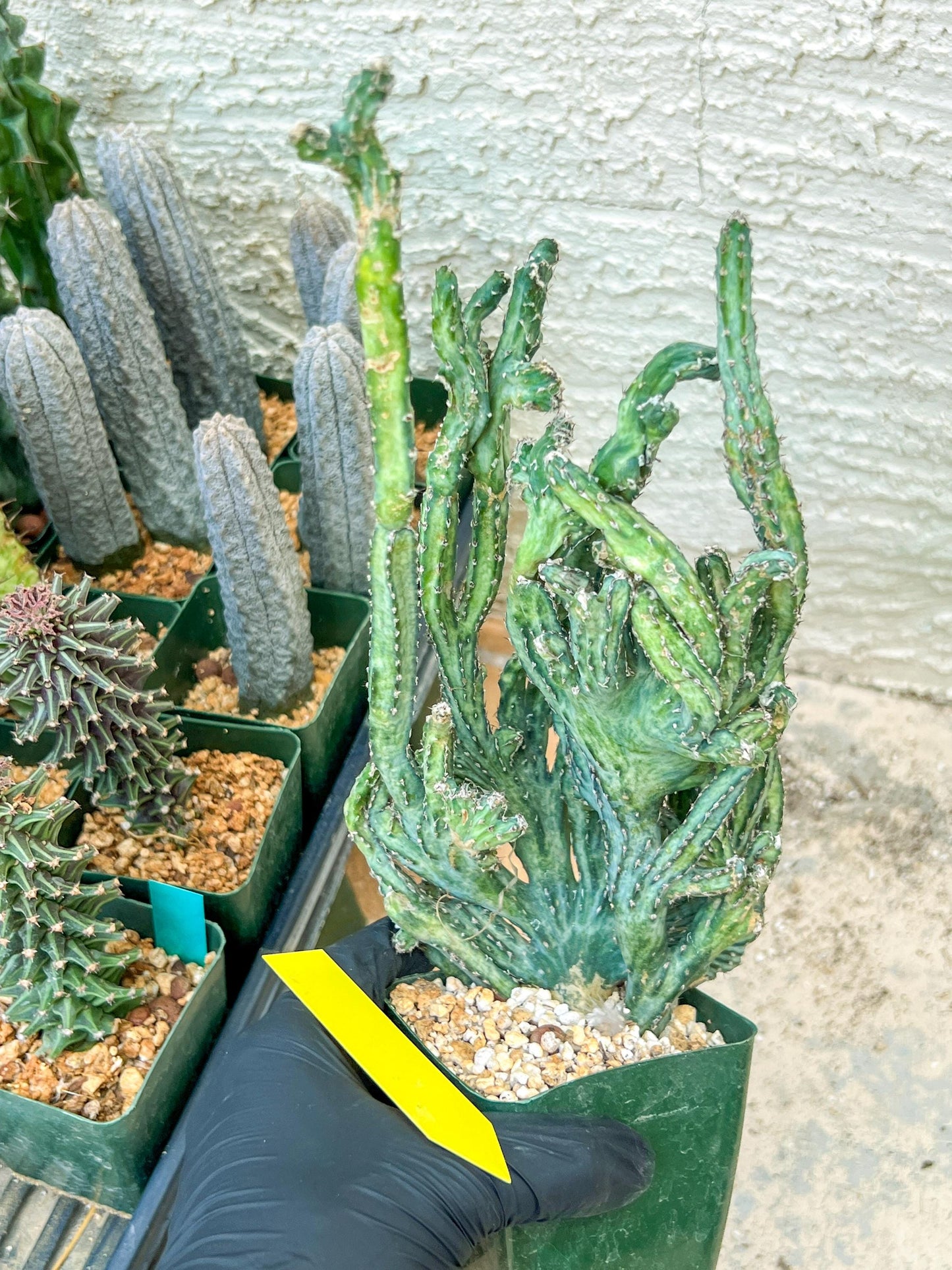 Bizarre Monvillea spegazzinii cristata (P-Y) | Little Sun burn