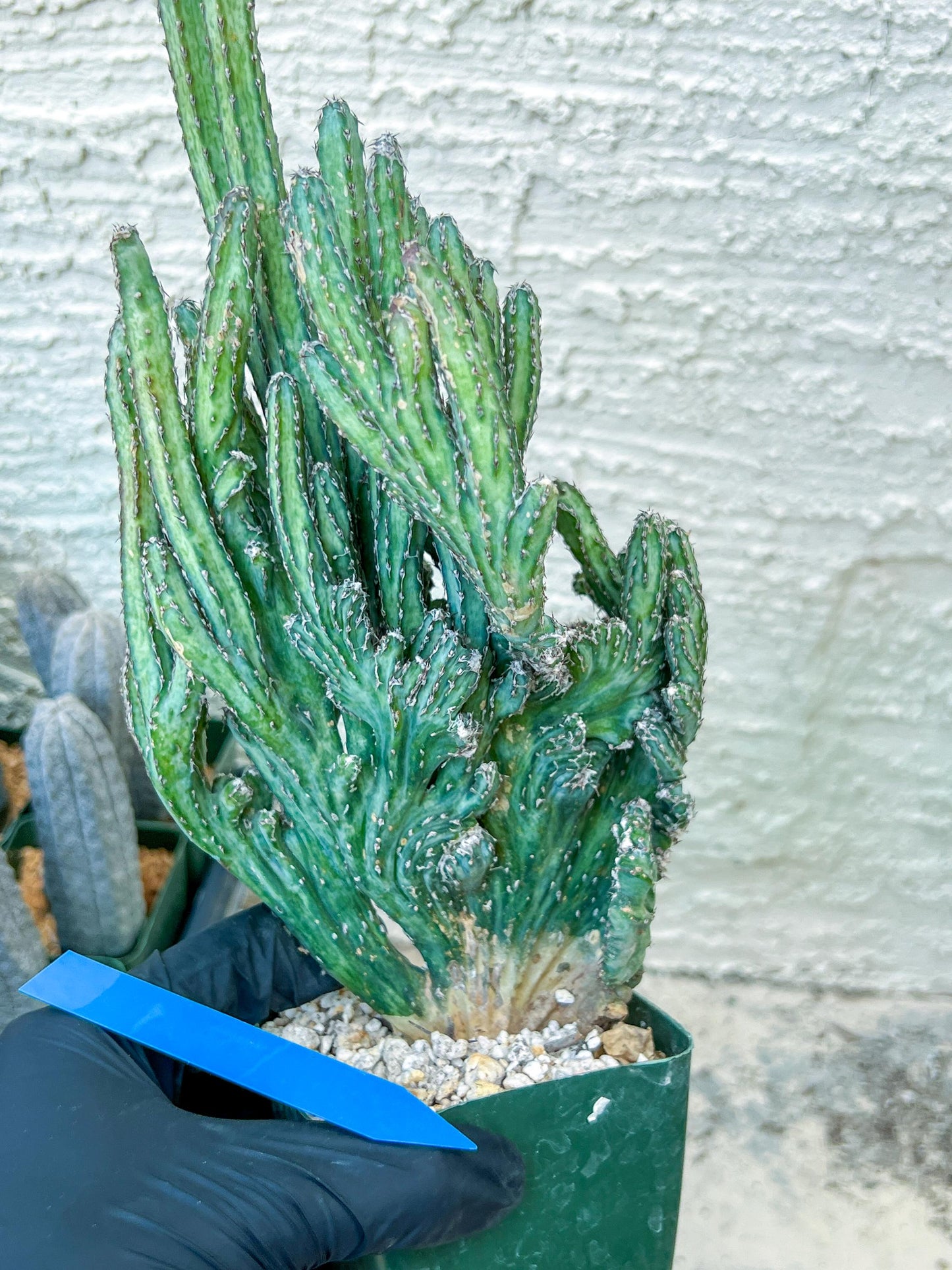 Bizarre Monvillea spegazzinii cristata (B-G) | Little Sun burn