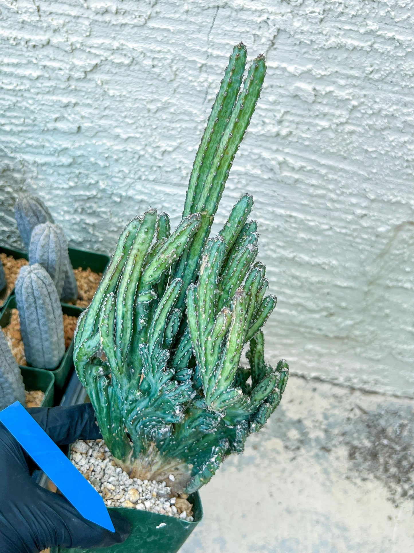 Bizarre Monvillea spegazzinii cristata (B-G) | Little Sun burn