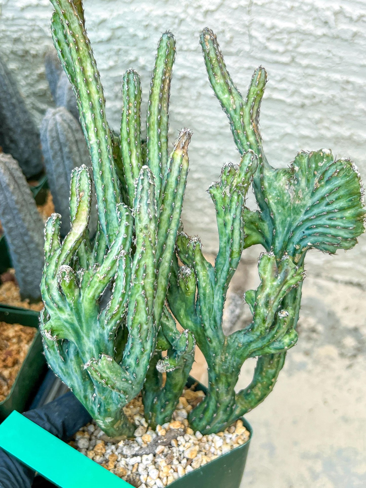 Bizarre Monvillea spegazzinii cristata (B-G) | Little Sun burn