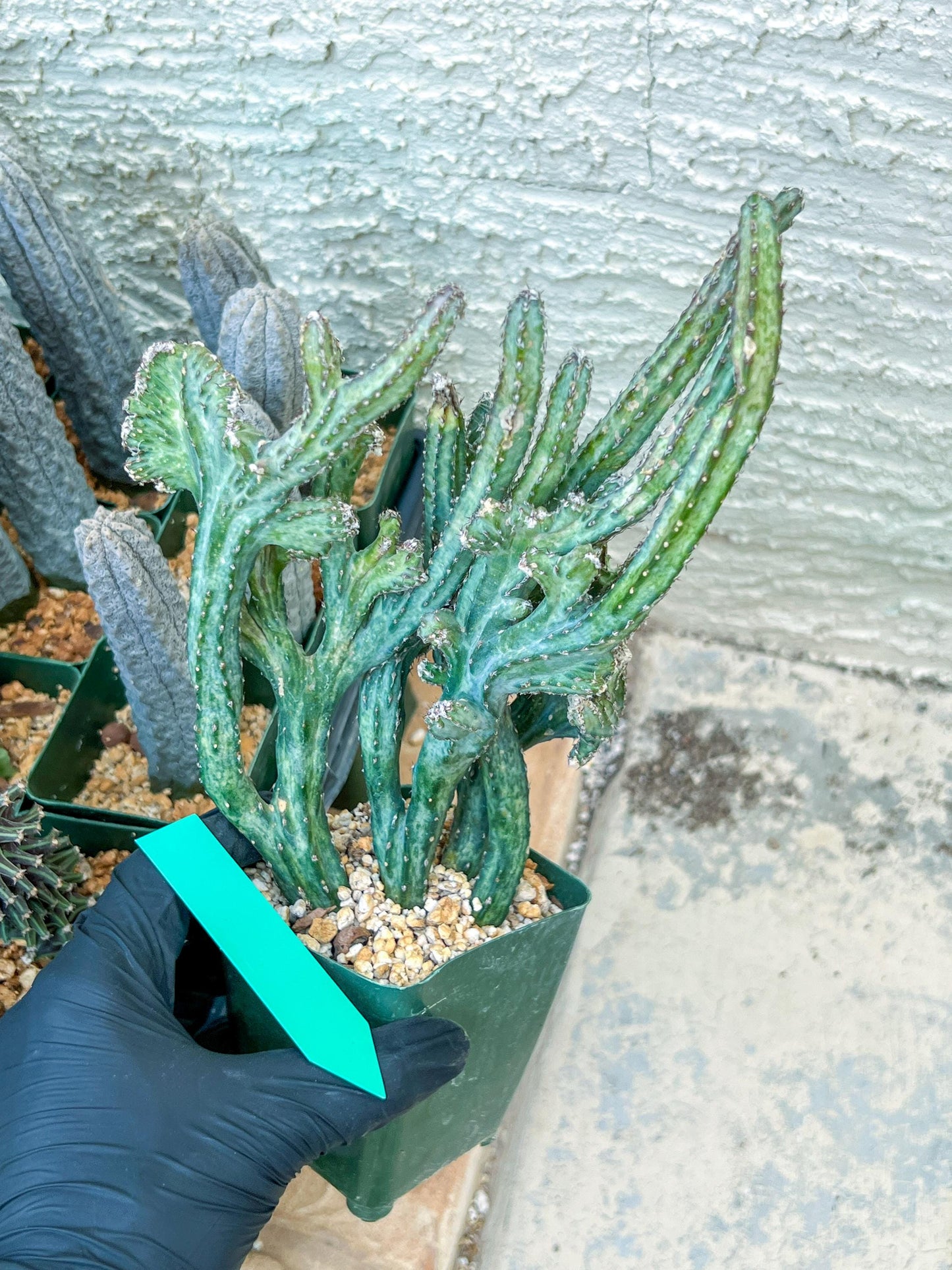 Bizarre Monvillea spegazzinii cristata (B-G) | Little Sun burn